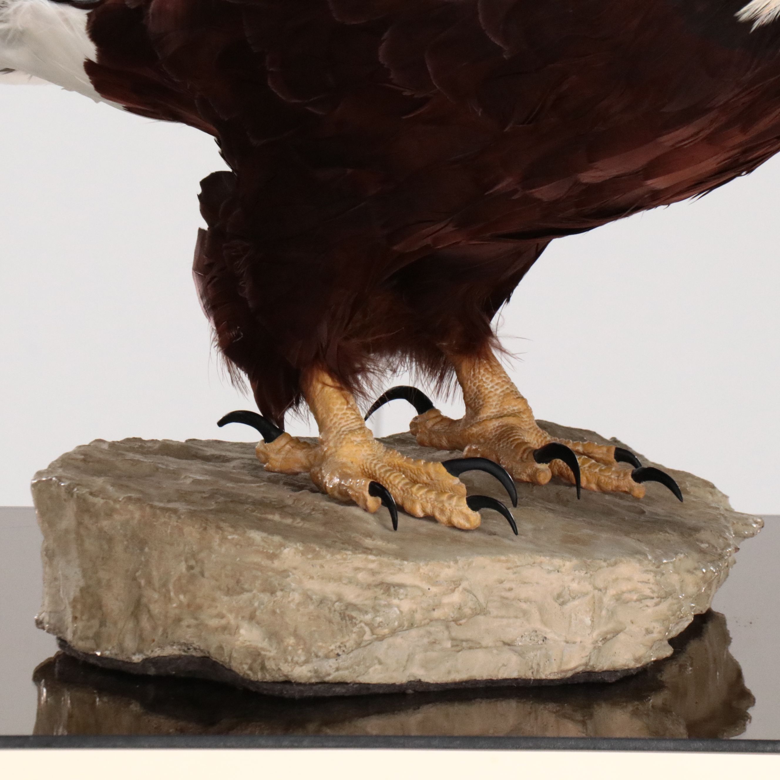 Reproduction Bald Eagle Taxidermy Sculpture, 21st Century