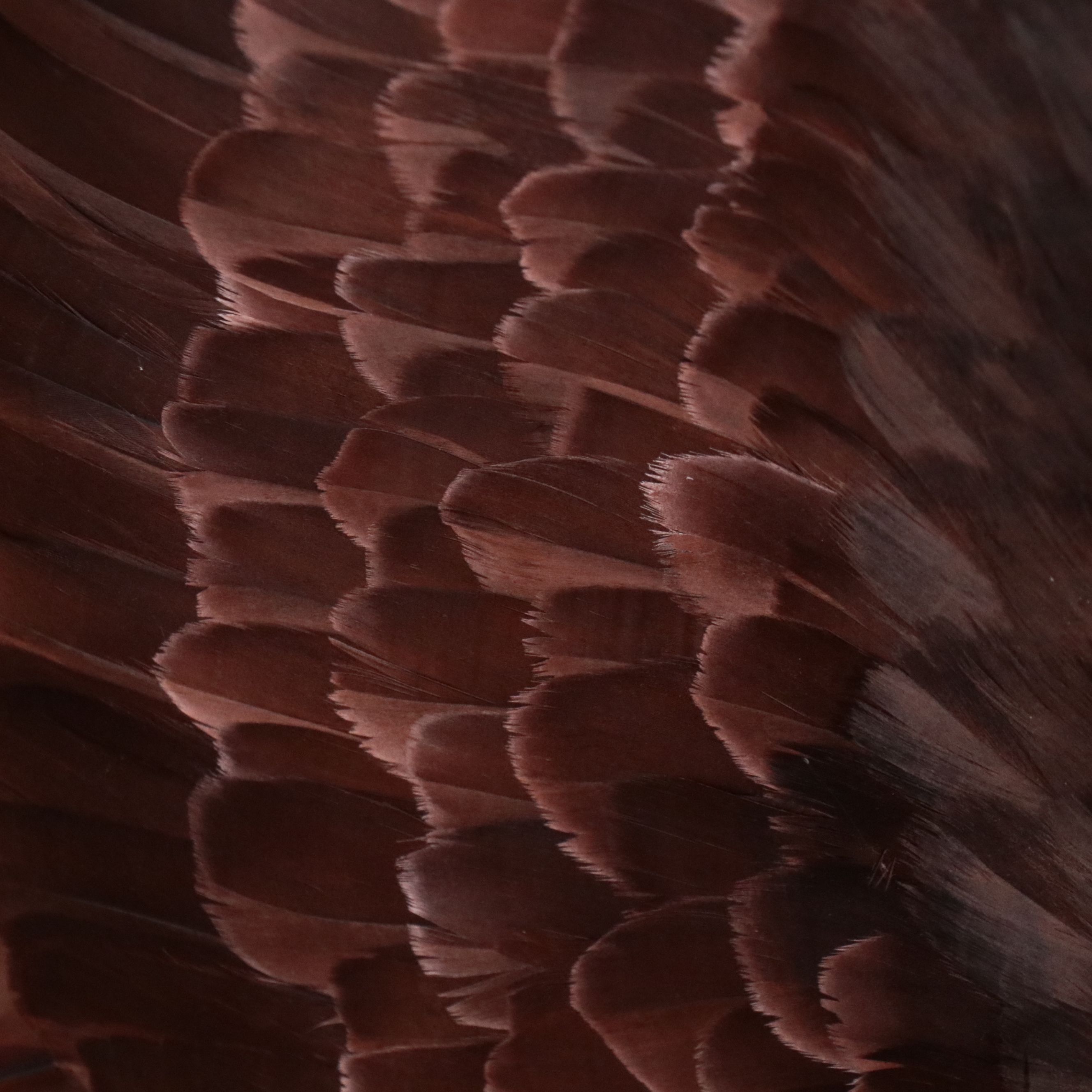 Reproduction Bald Eagle Taxidermy Sculpture, 21st Century