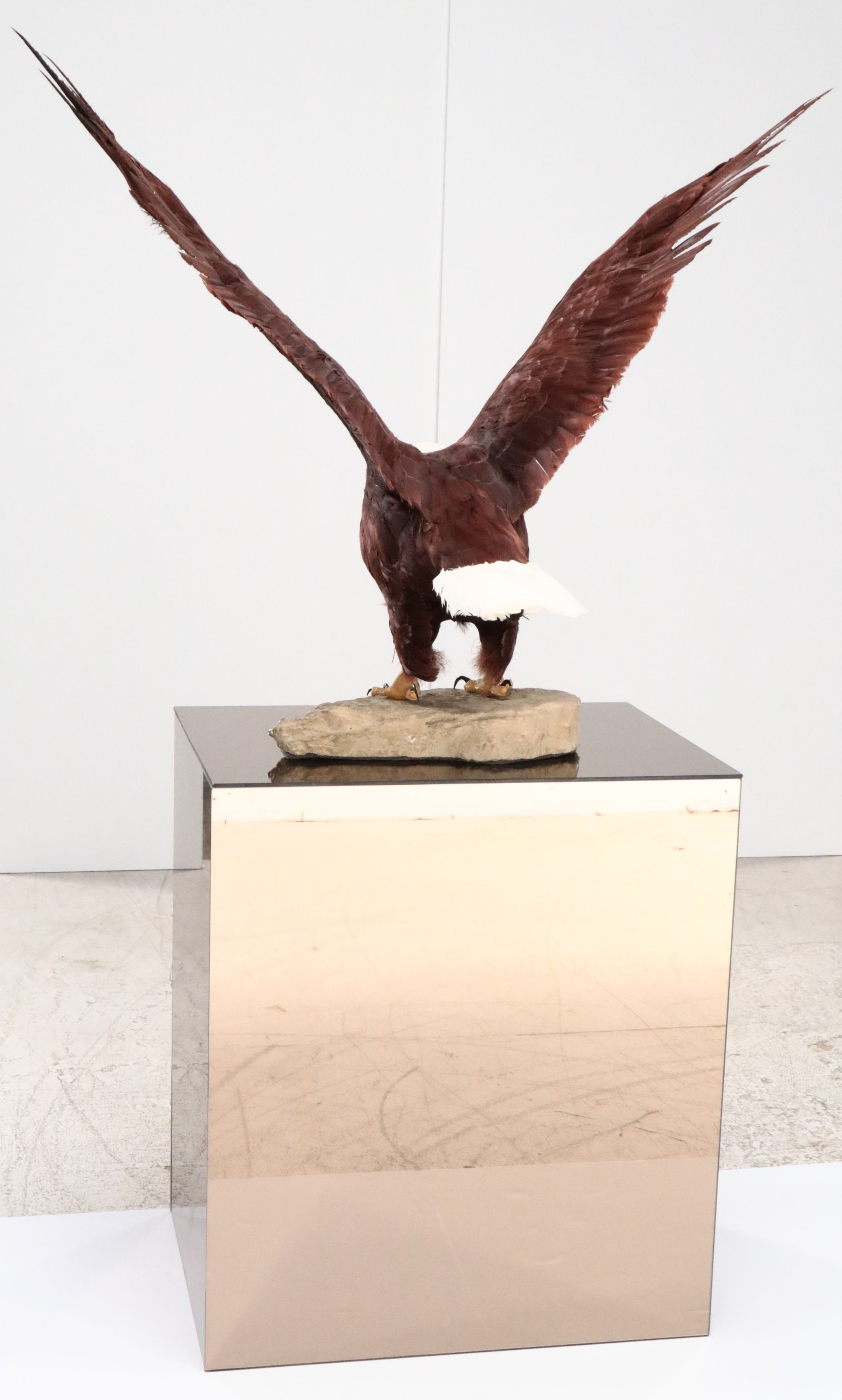 Reproduction Bald Eagle Taxidermy Sculpture, 21st Century