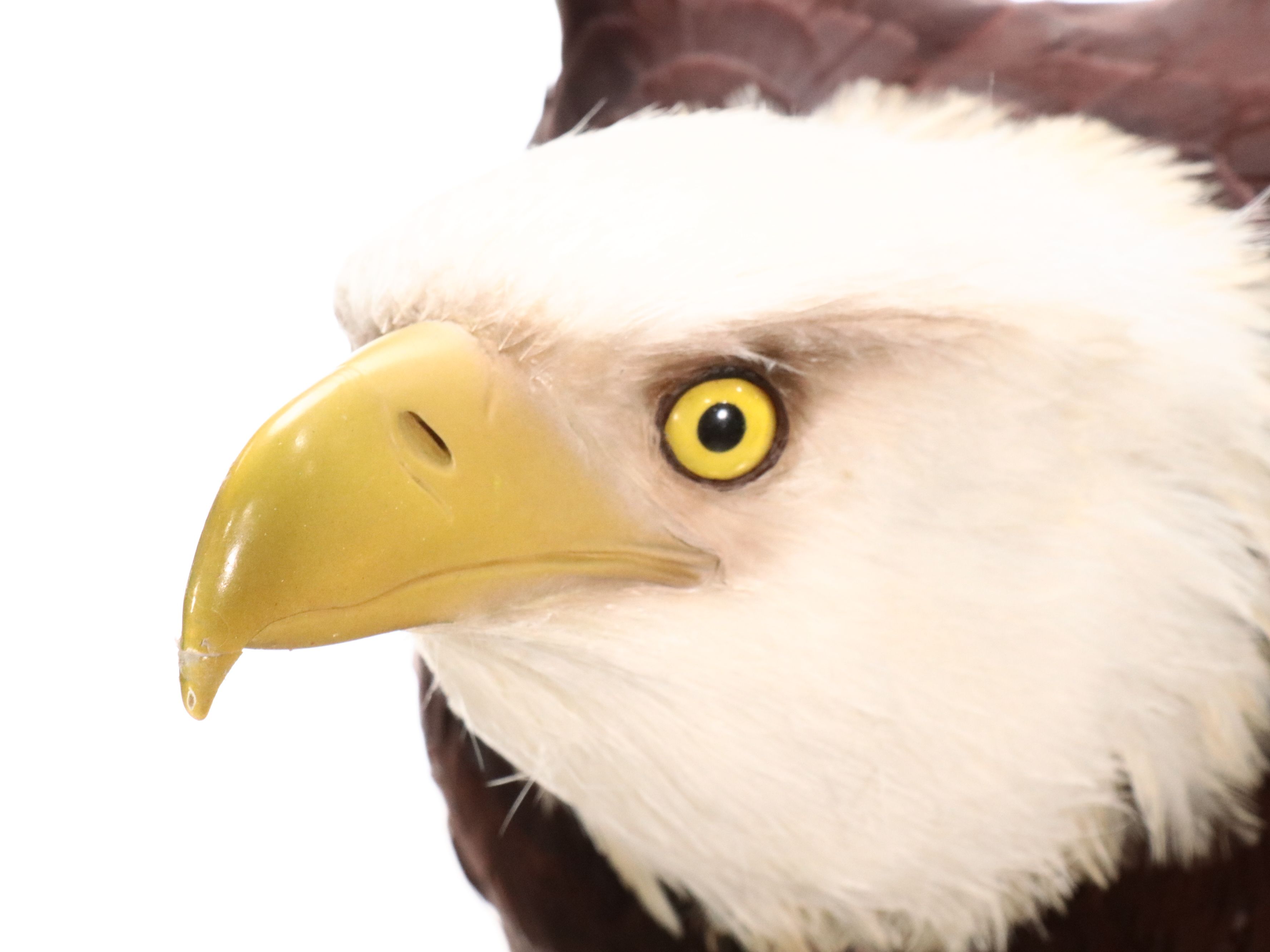 Reproduction Bald Eagle Taxidermy Sculpture, 21st Century