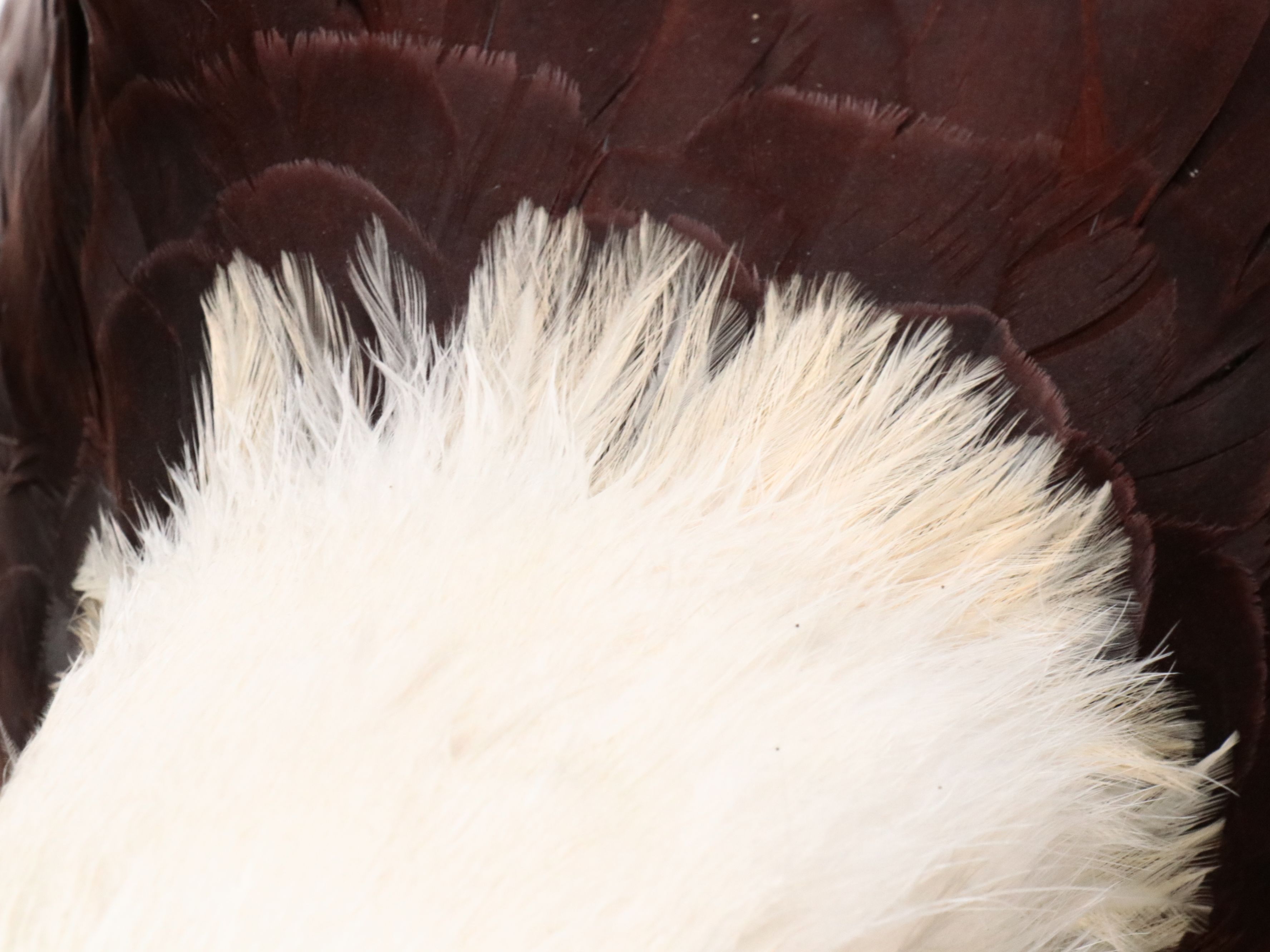 Reproduction Bald Eagle Taxidermy Sculpture, 21st Century