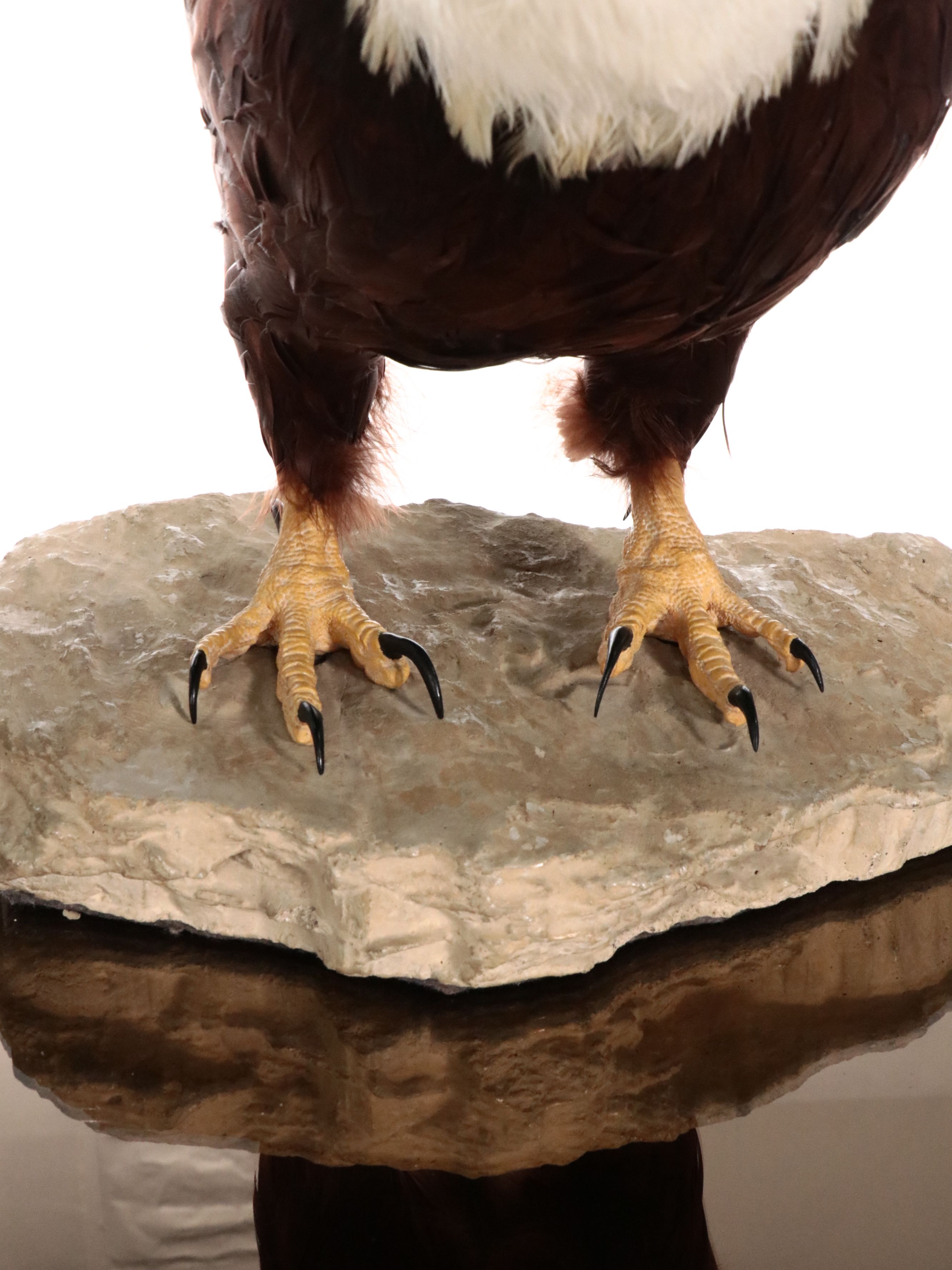 Reproduction Bald Eagle Taxidermy Sculpture, 21st Century