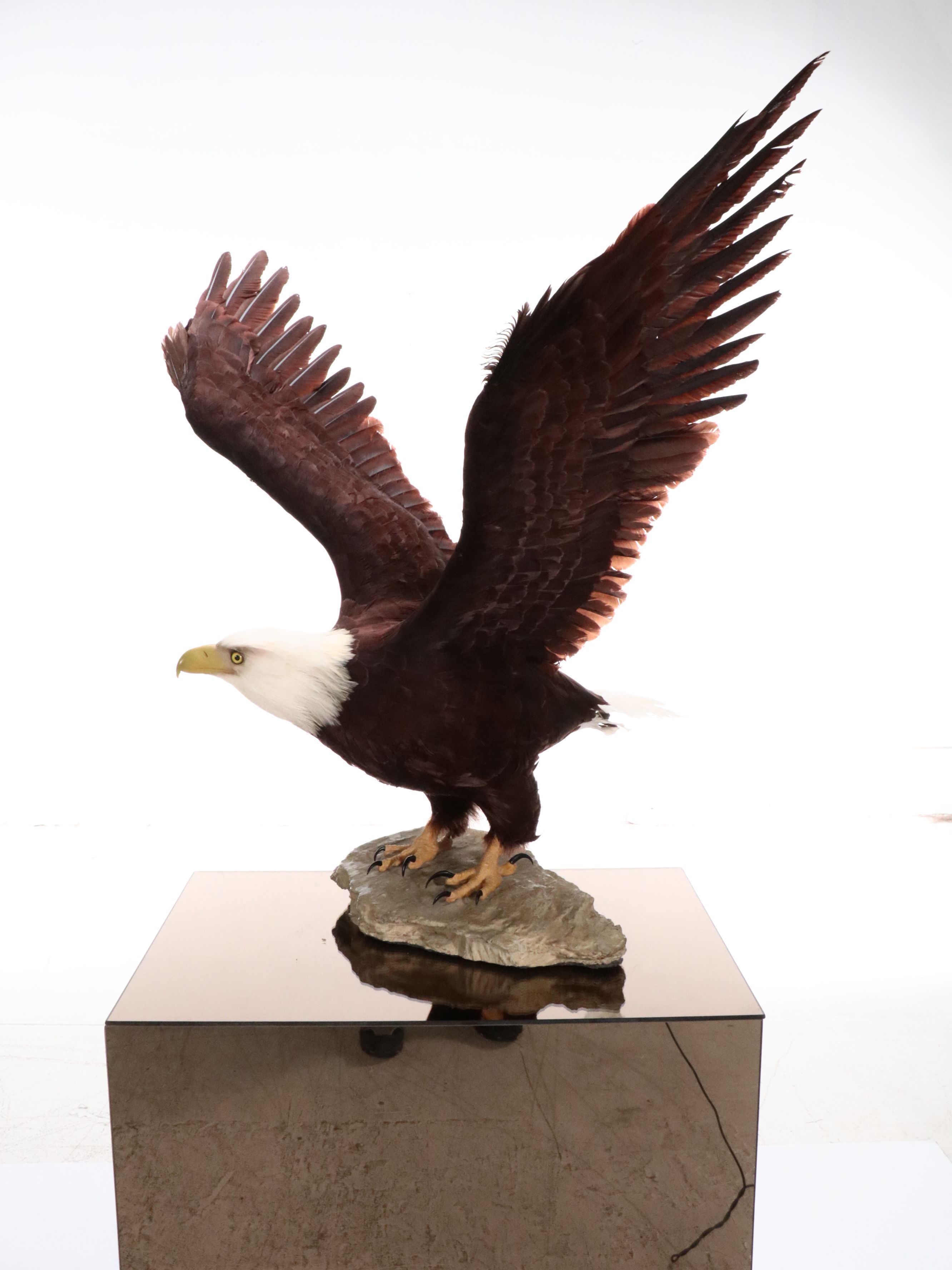 Reproduction Bald Eagle Taxidermy Sculpture, 21st Century