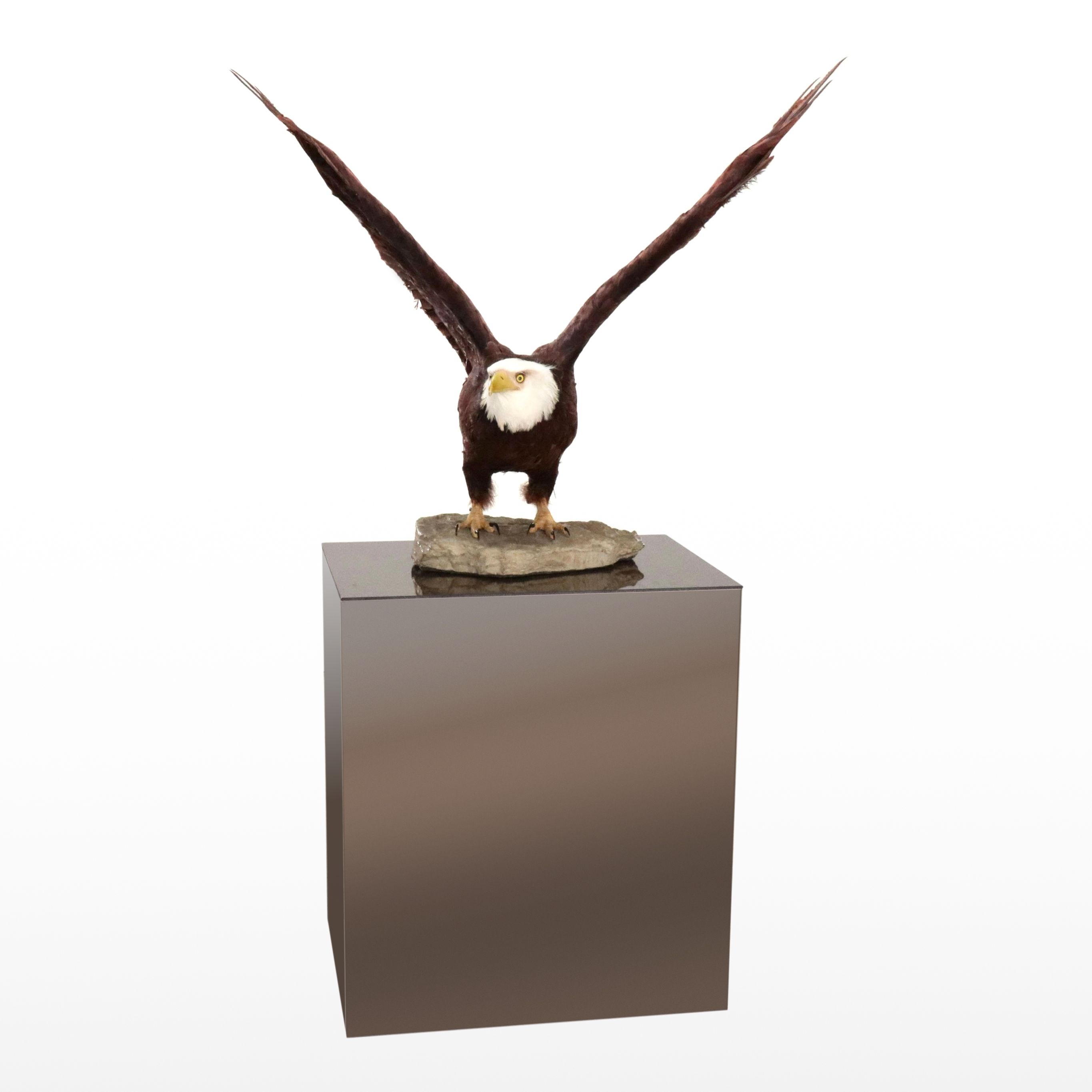 Reproduction Bald Eagle Taxidermy Sculpture, 21st Century