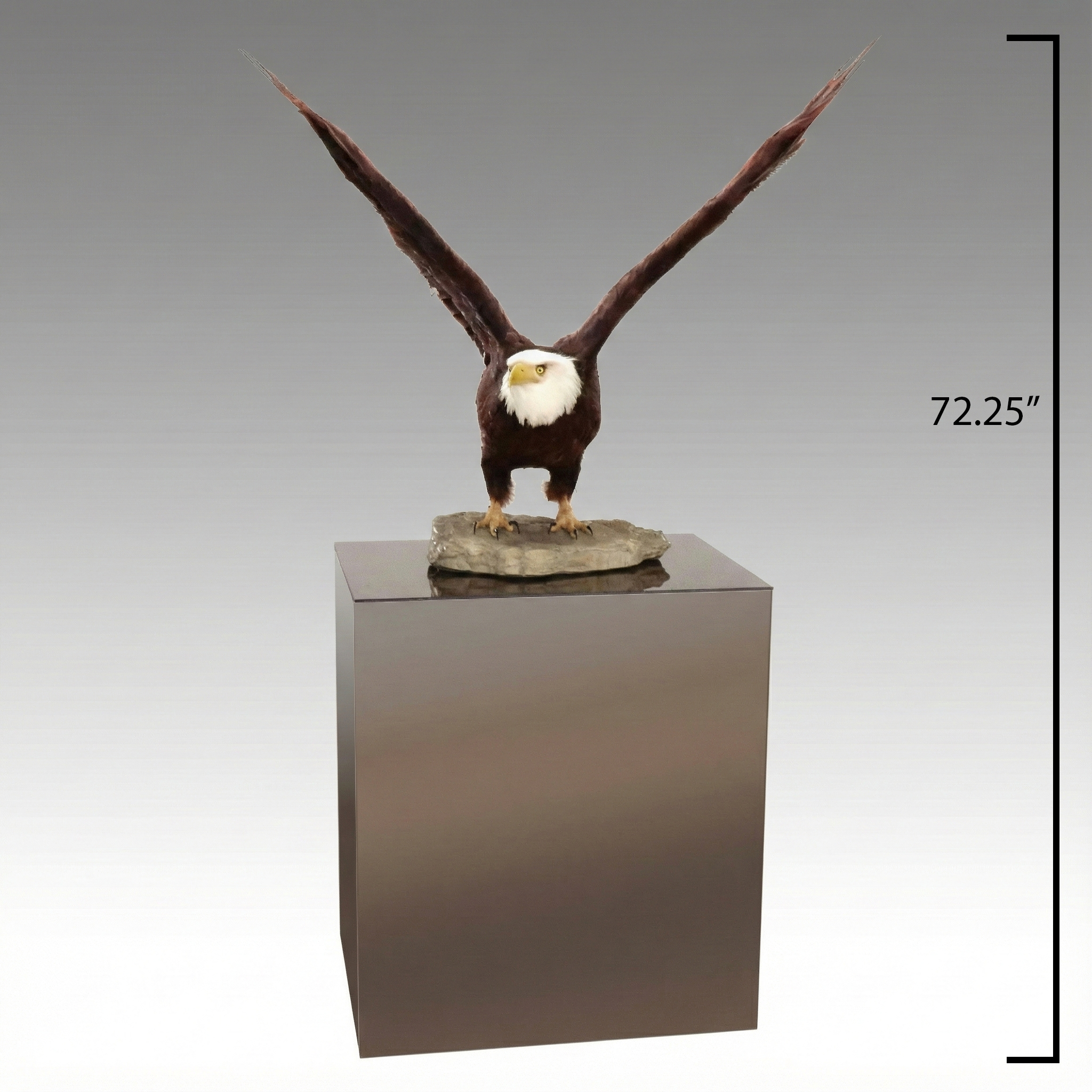 Reproduction Bald Eagle Taxidermy Sculpture, 21st Century