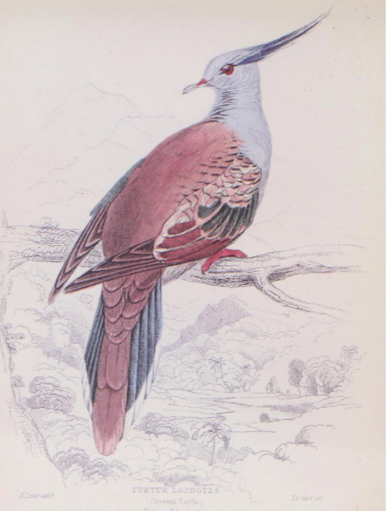 Offset Lithographs of Vintage Bird Drawings, 21st Century