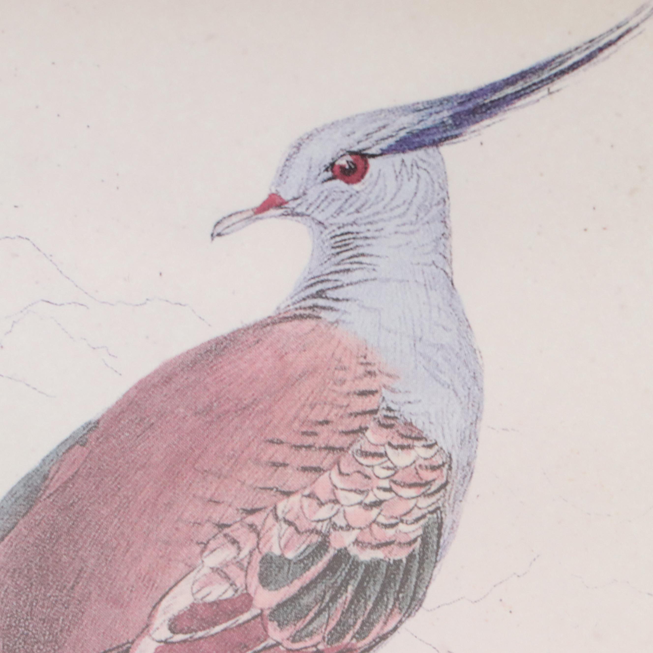 Offset Lithographs of Vintage Bird Drawings, 21st Century