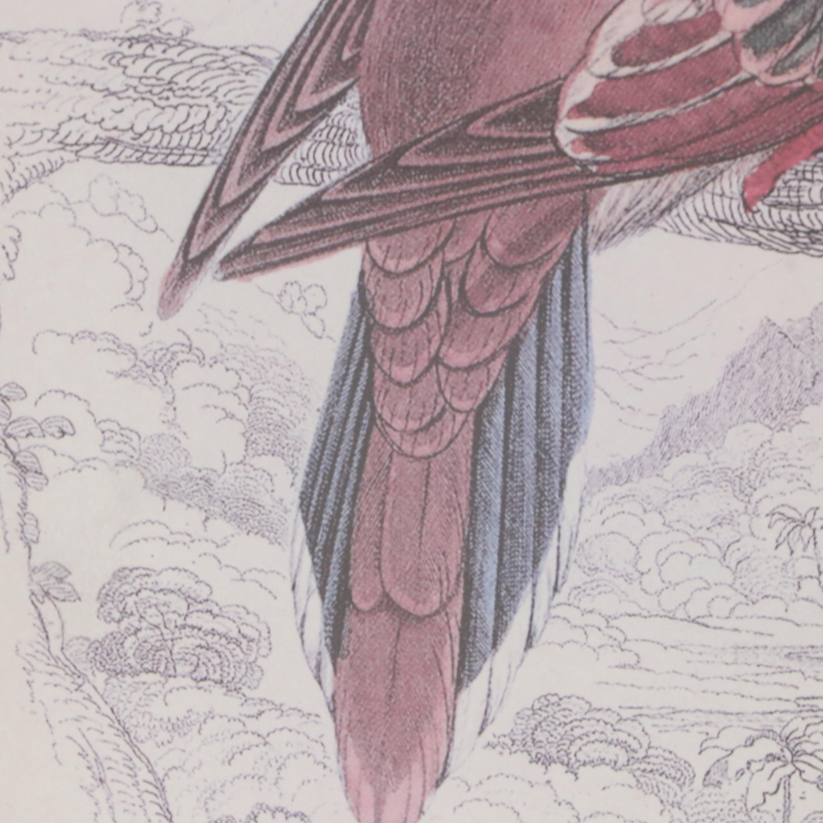 Offset Lithographs of Vintage Bird Drawings, 21st Century