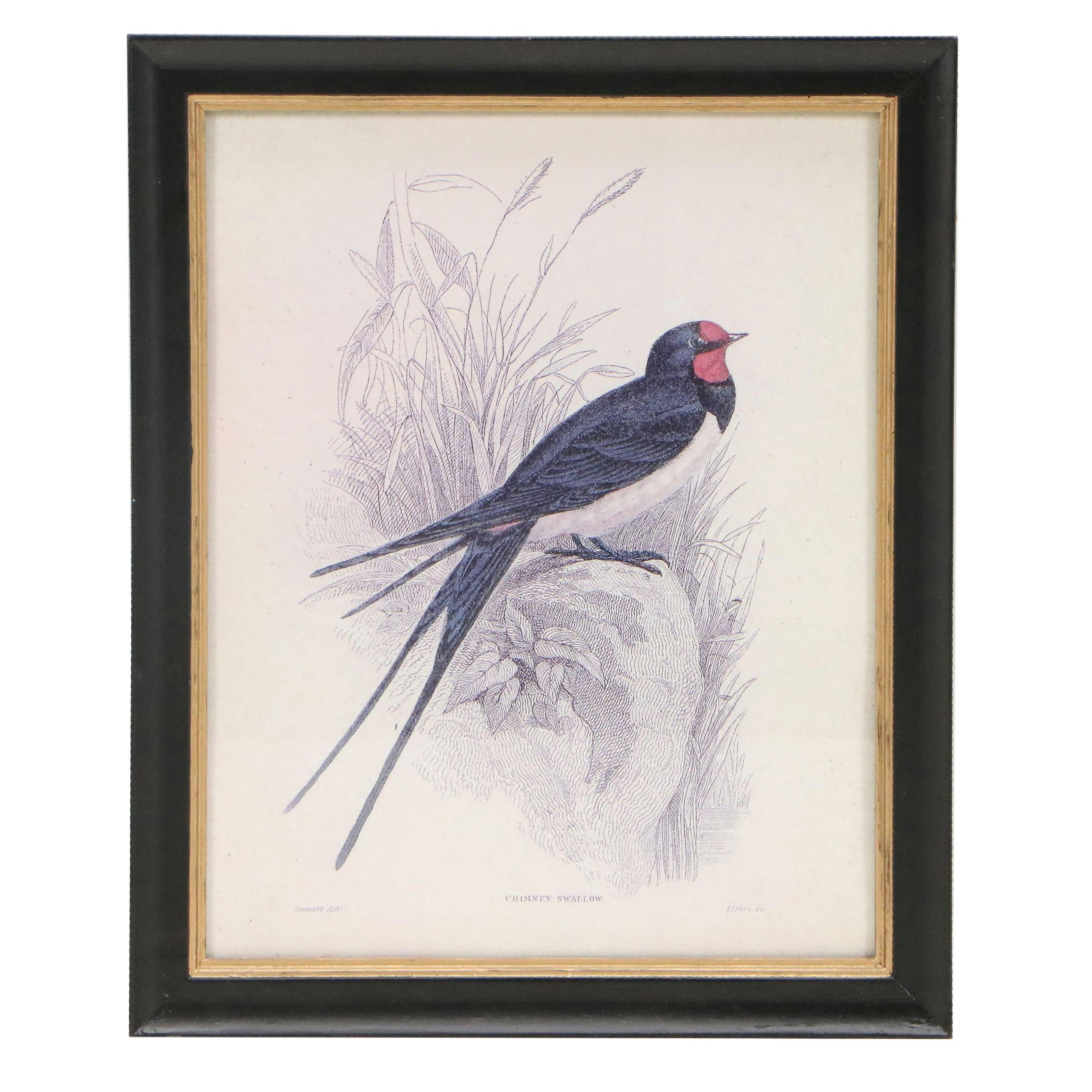 Offset Lithographs of Vintage Bird Drawings, 21st Century