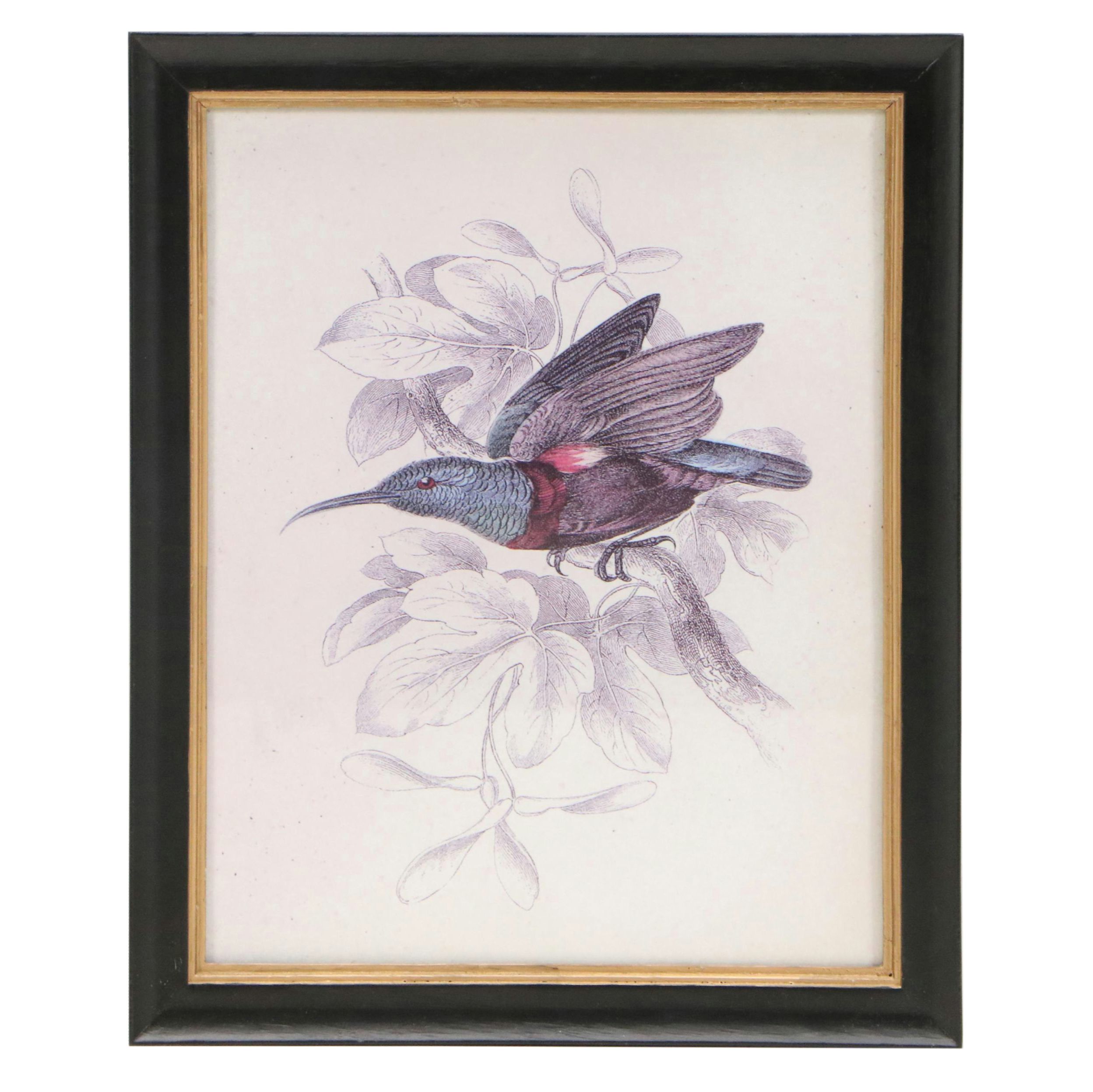 Offset Lithographs of Vintage Bird Drawings, 21st Century