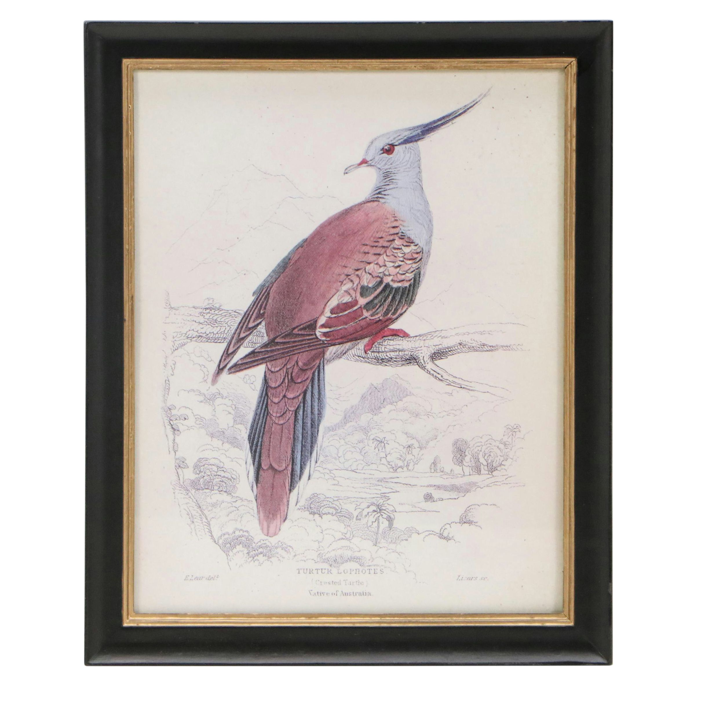 Offset Lithographs of Vintage Bird Drawings, 21st Century