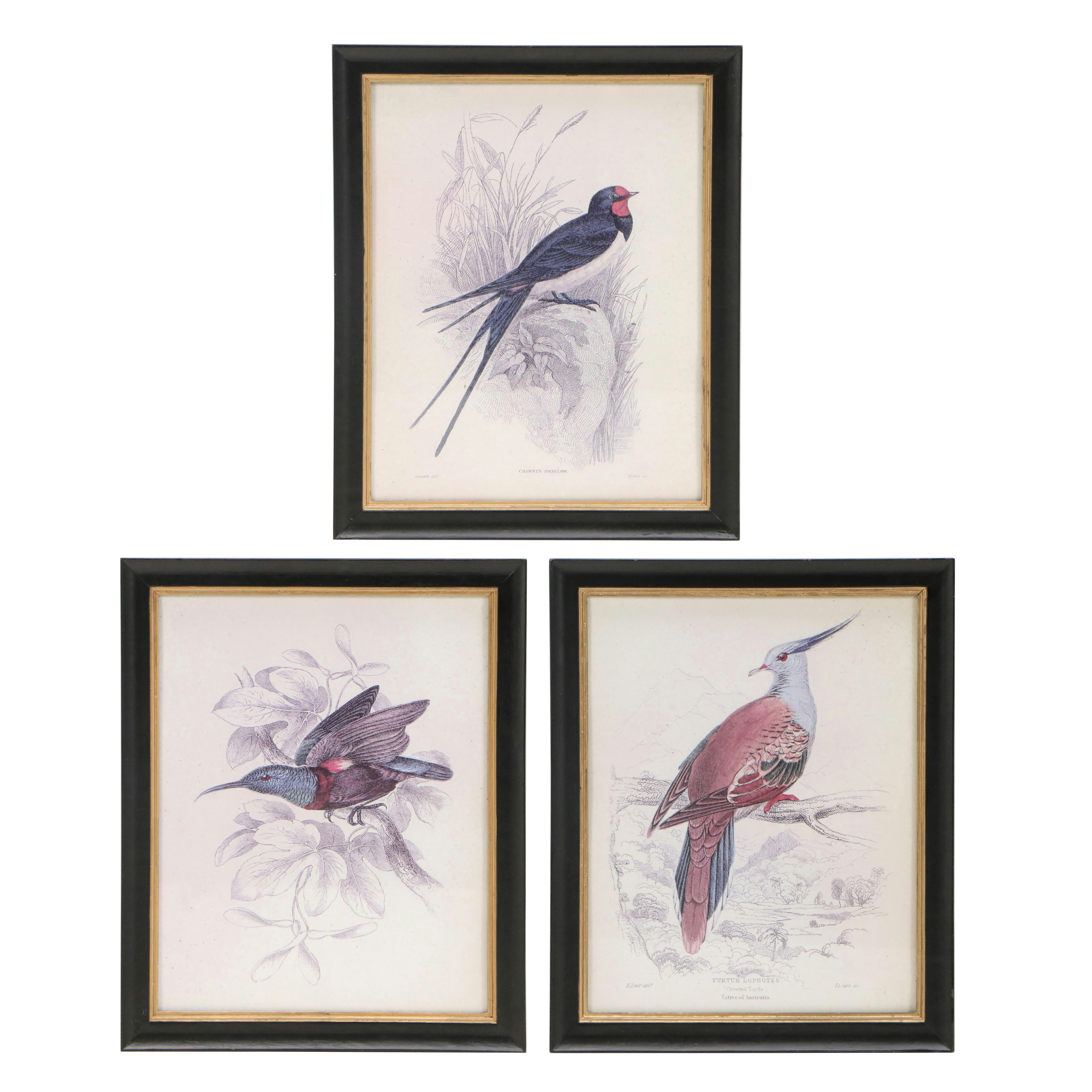 Offset Lithographs of Vintage Bird Drawings, 21st Century