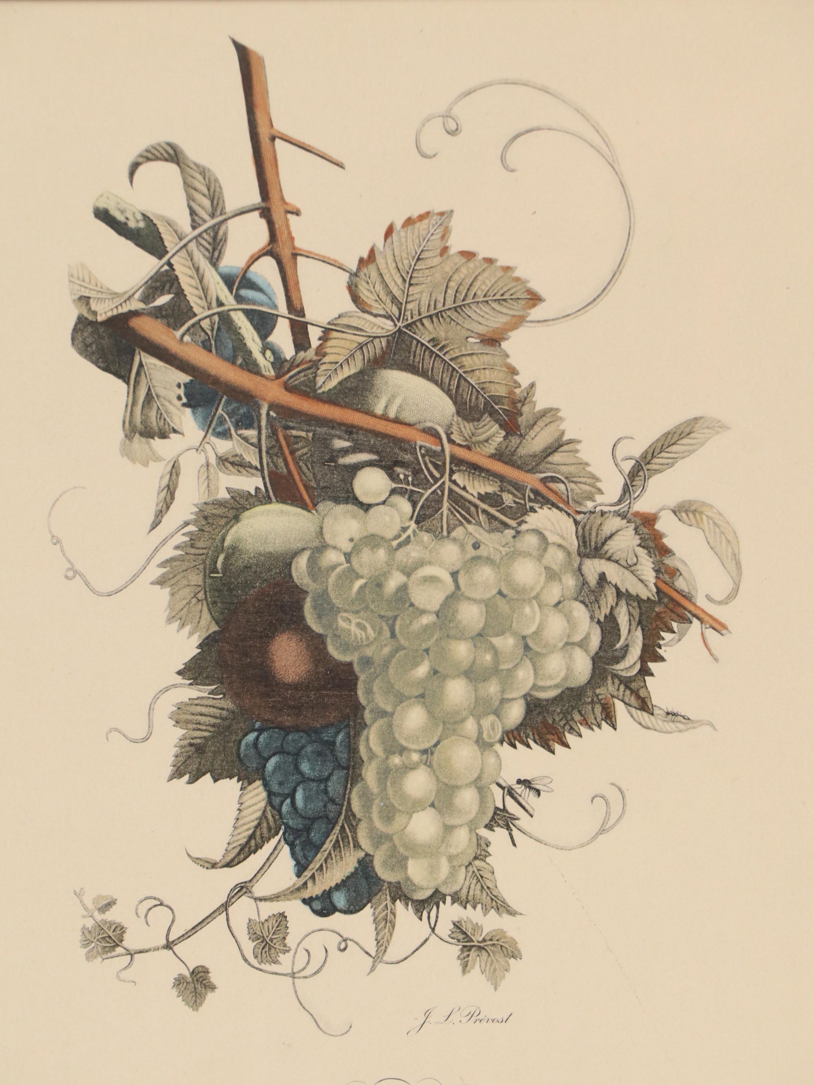J. L. Prévost Hand-Colored Lithograph "Grapes and Peaches," Early 20th Century
