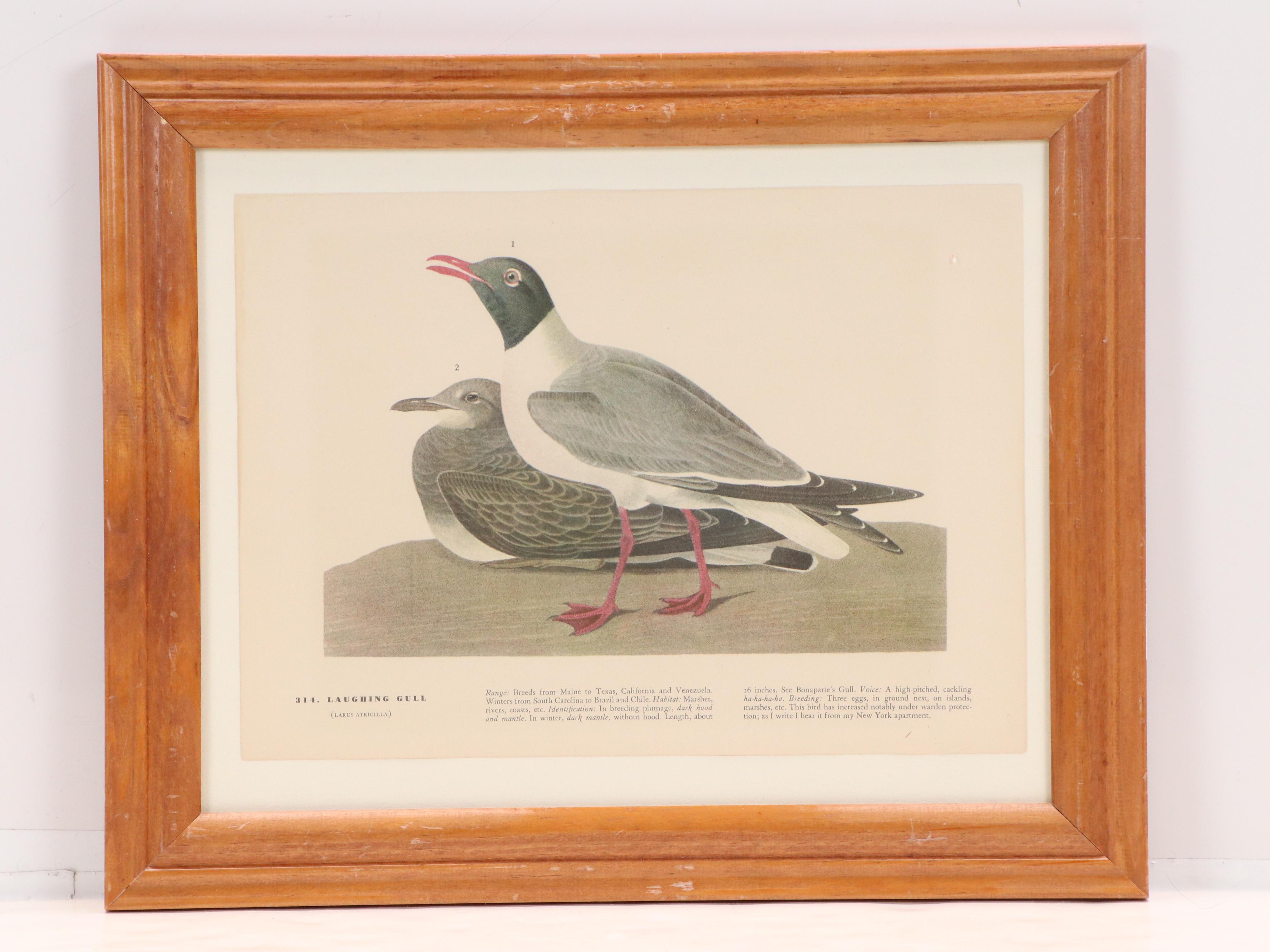 Ornithological Offset Lithographs After J. J. Audubon from "Birds of America"