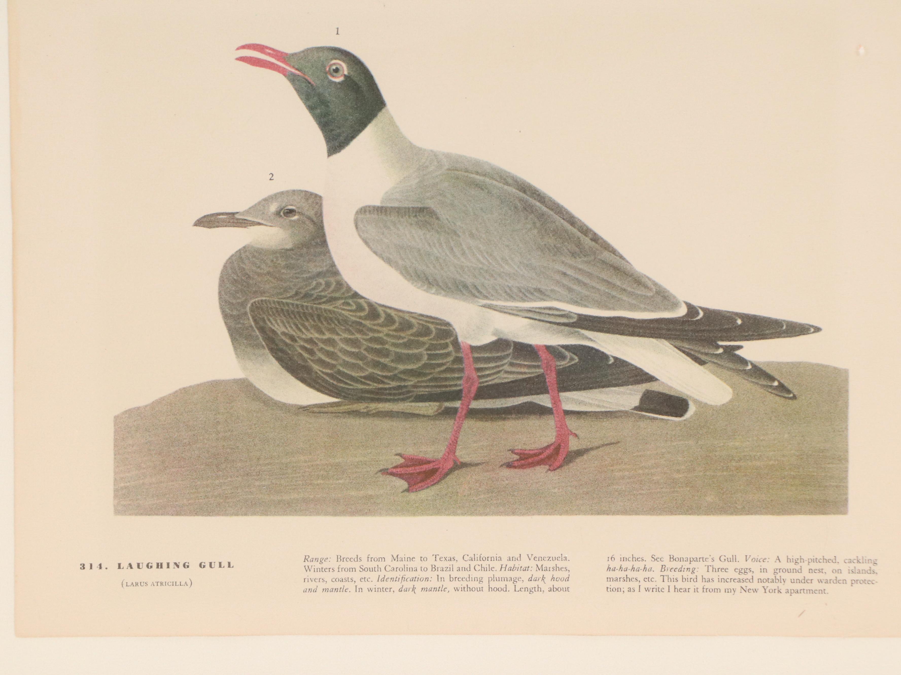 Ornithological Offset Lithographs After J. J. Audubon from "Birds of America"