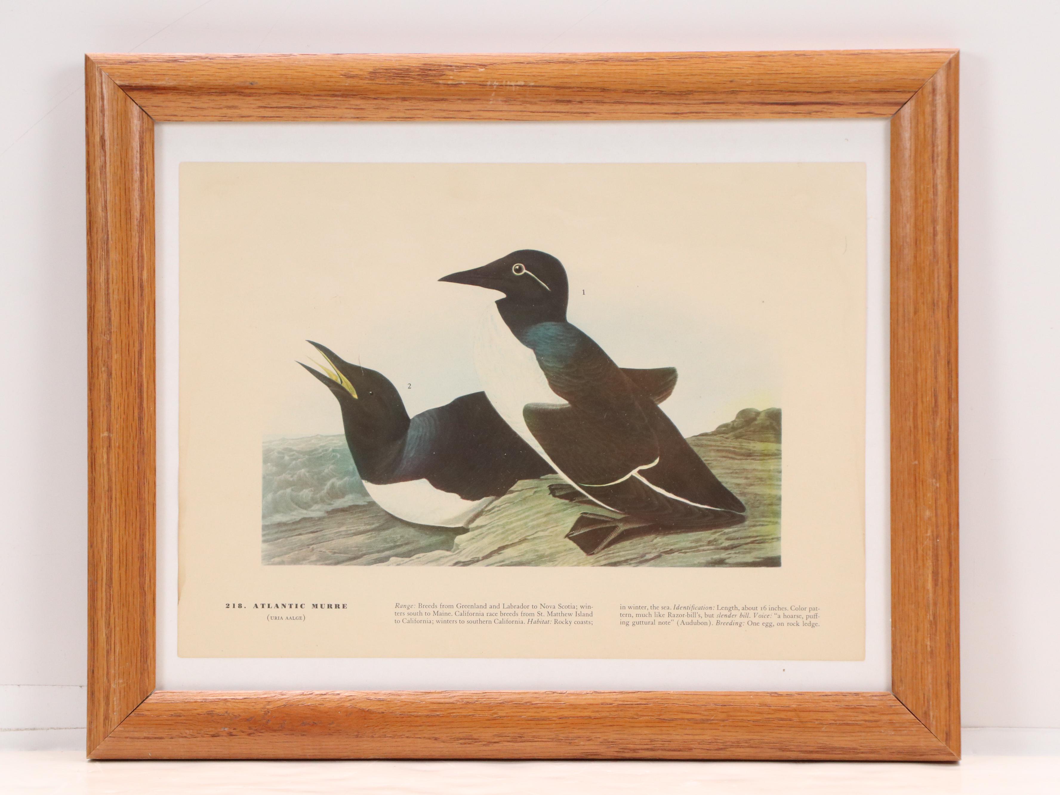 Ornithological Offset Lithographs After J. J. Audubon from "Birds of America"