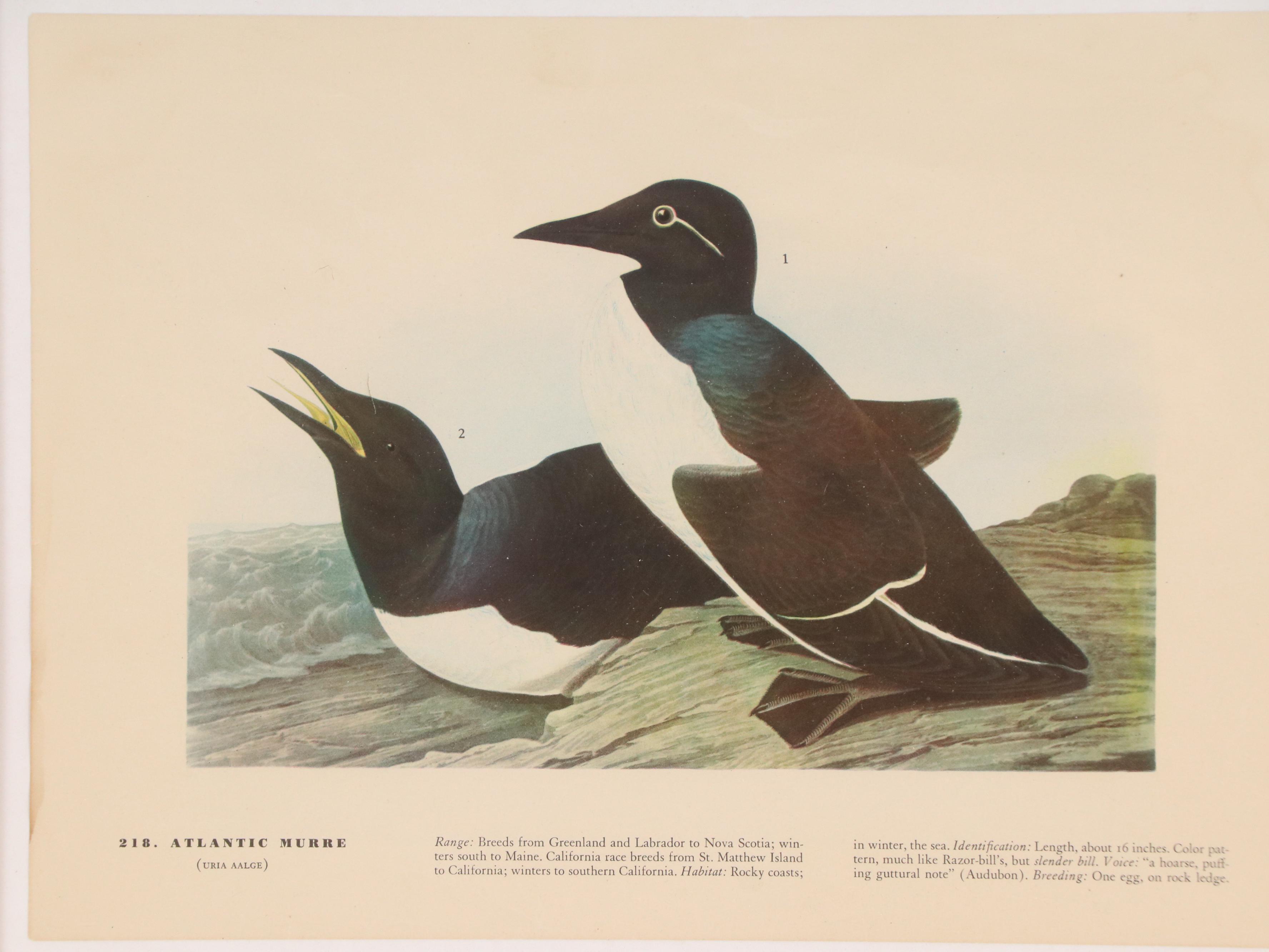 Ornithological Offset Lithographs After J. J. Audubon from "Birds of America"