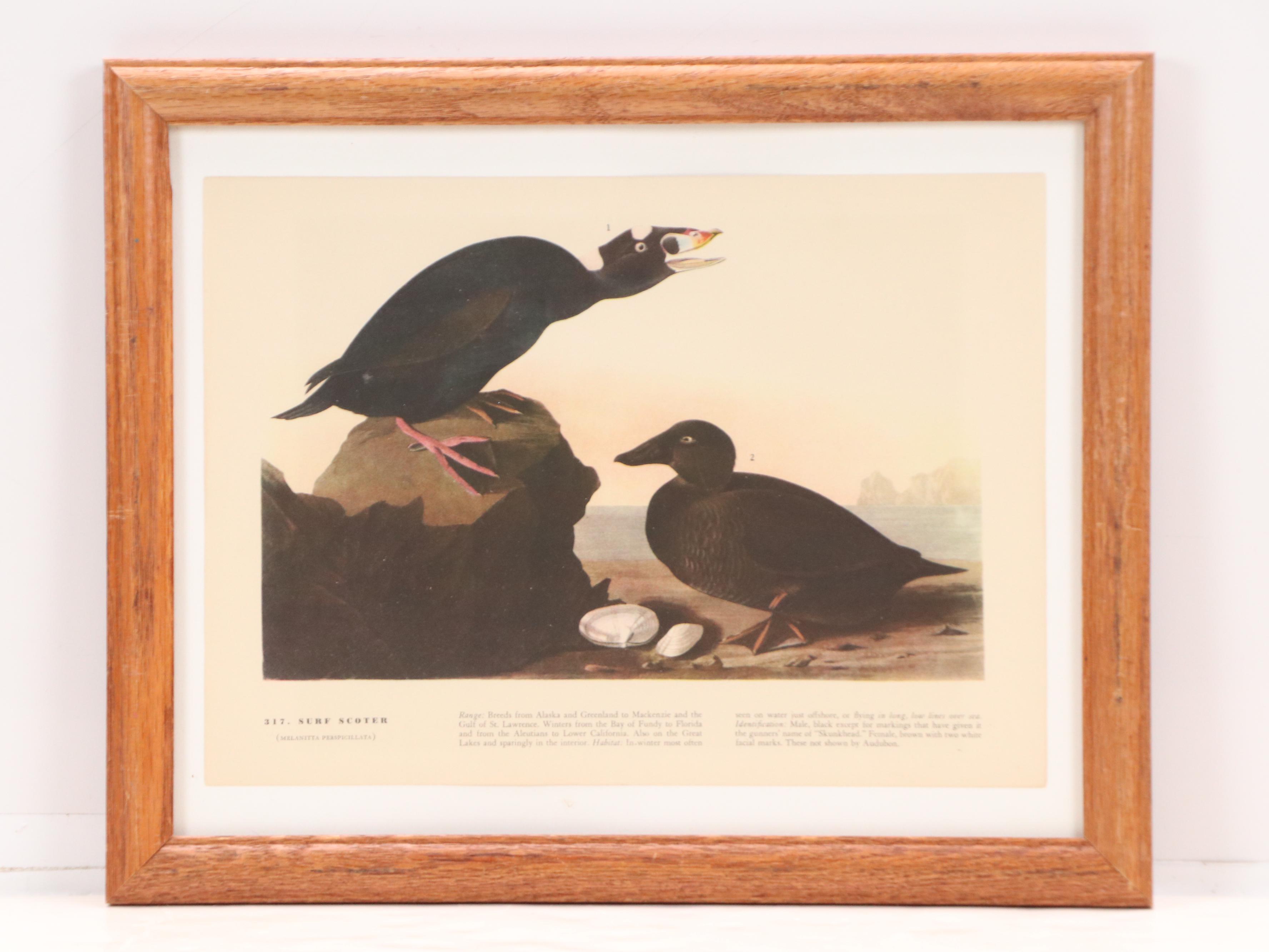 Ornithological Offset Lithographs After J. J. Audubon from "Birds of America"