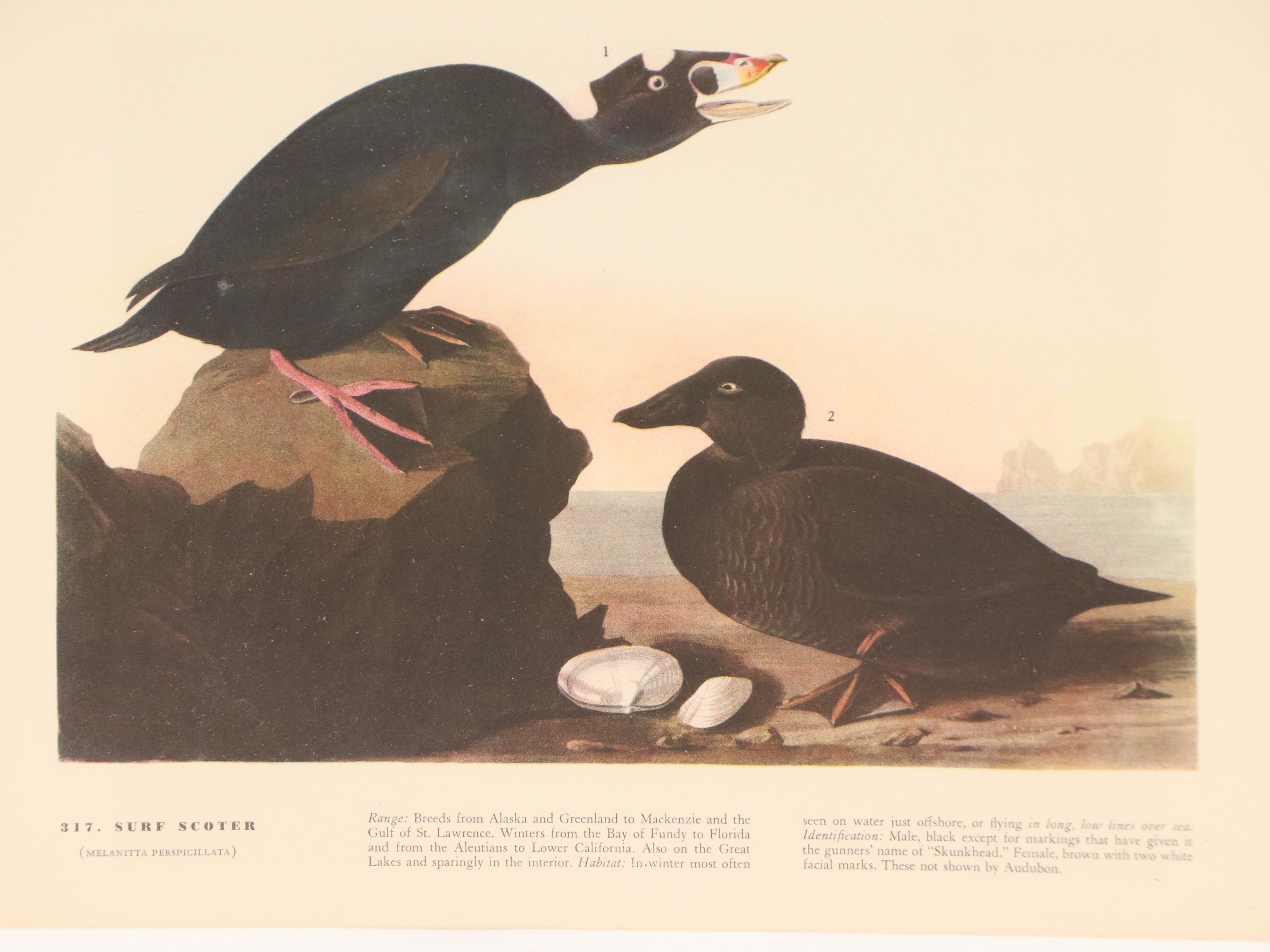 Ornithological Offset Lithographs After J. J. Audubon from "Birds of America"