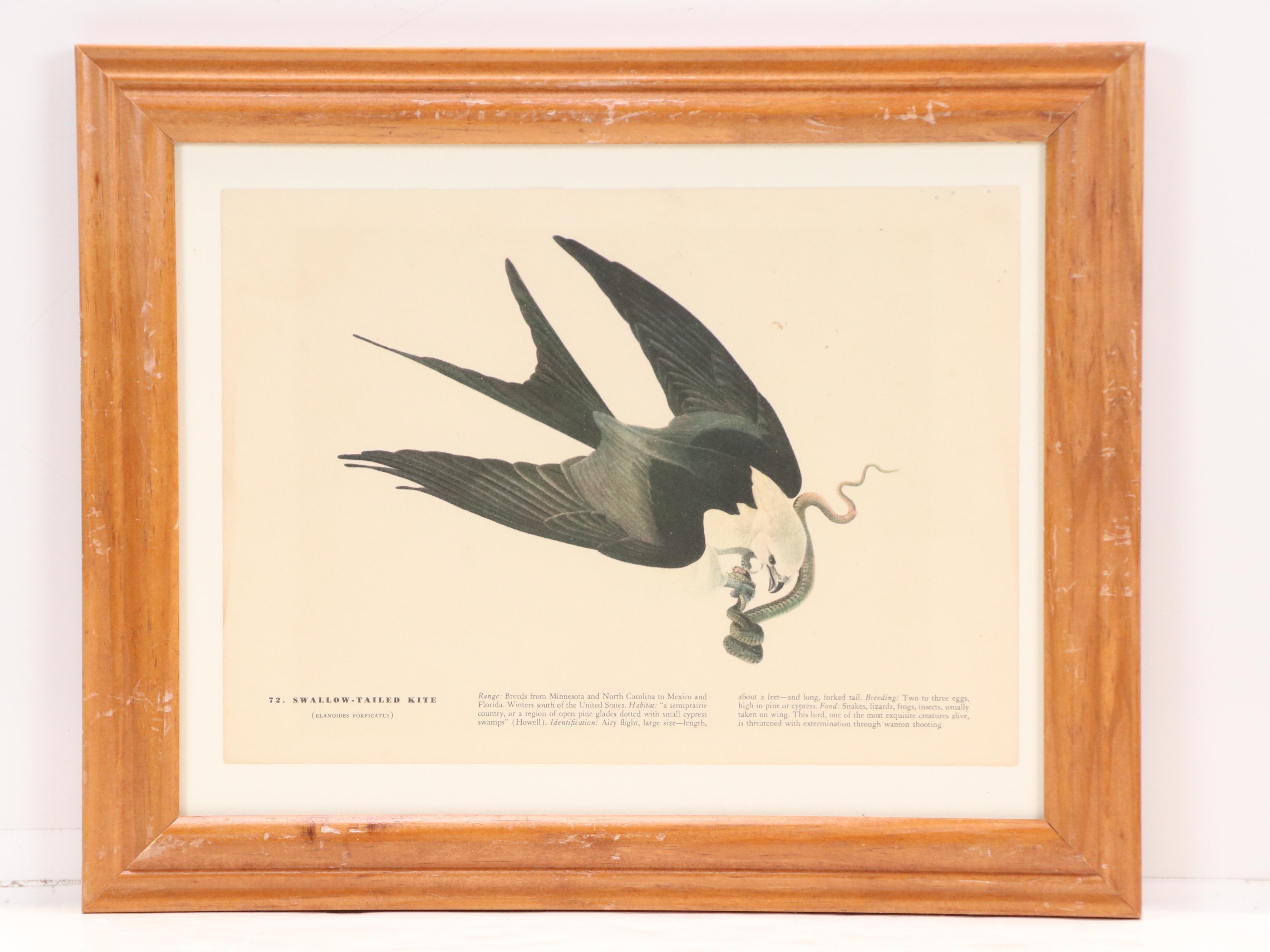 Ornithological Offset Lithographs After J. J. Audubon from "Birds of America"