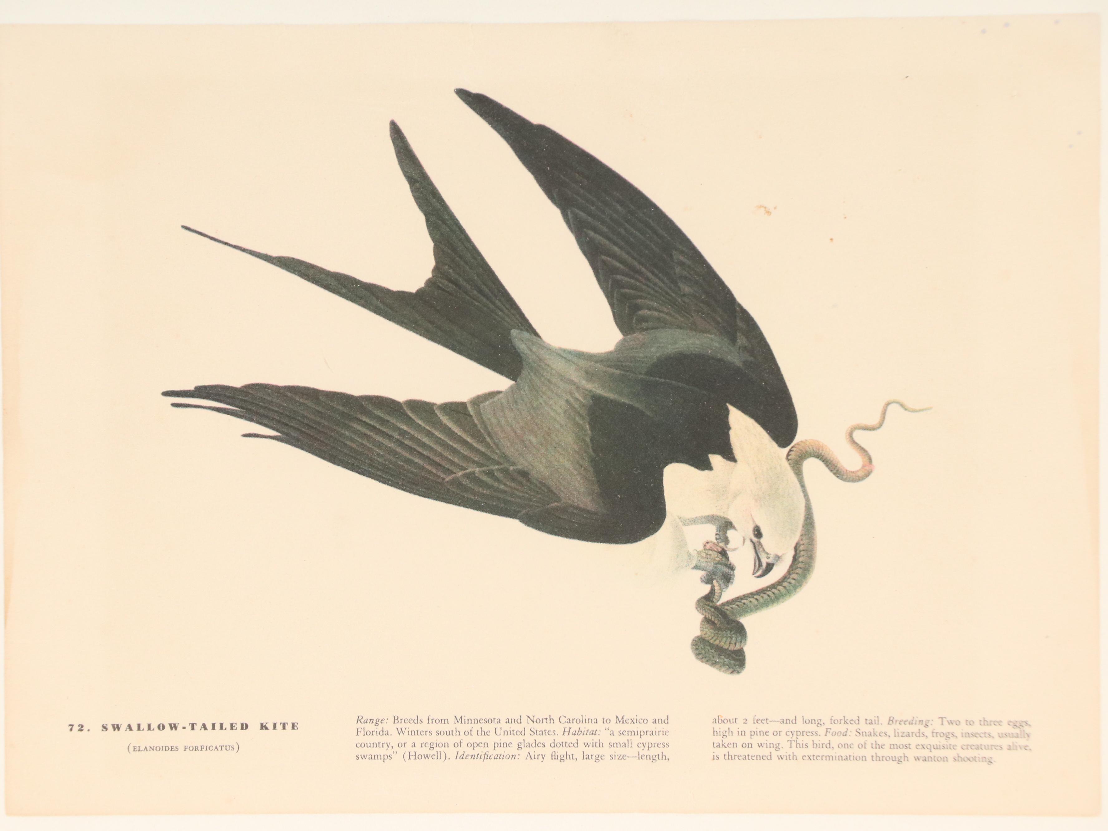 Ornithological Offset Lithographs After J. J. Audubon from "Birds of America"