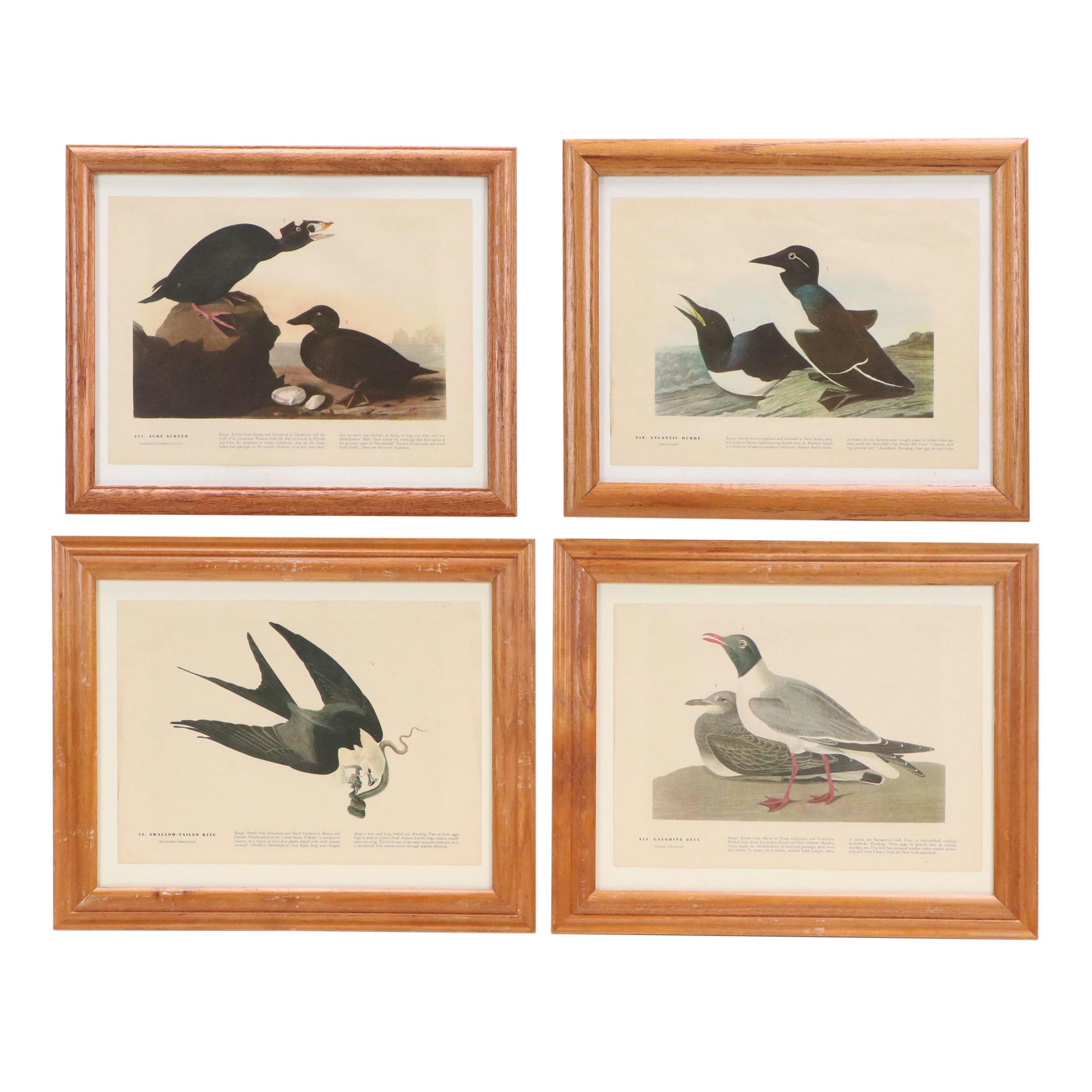 Ornithological Offset Lithographs After J. J. Audubon from "Birds of America"