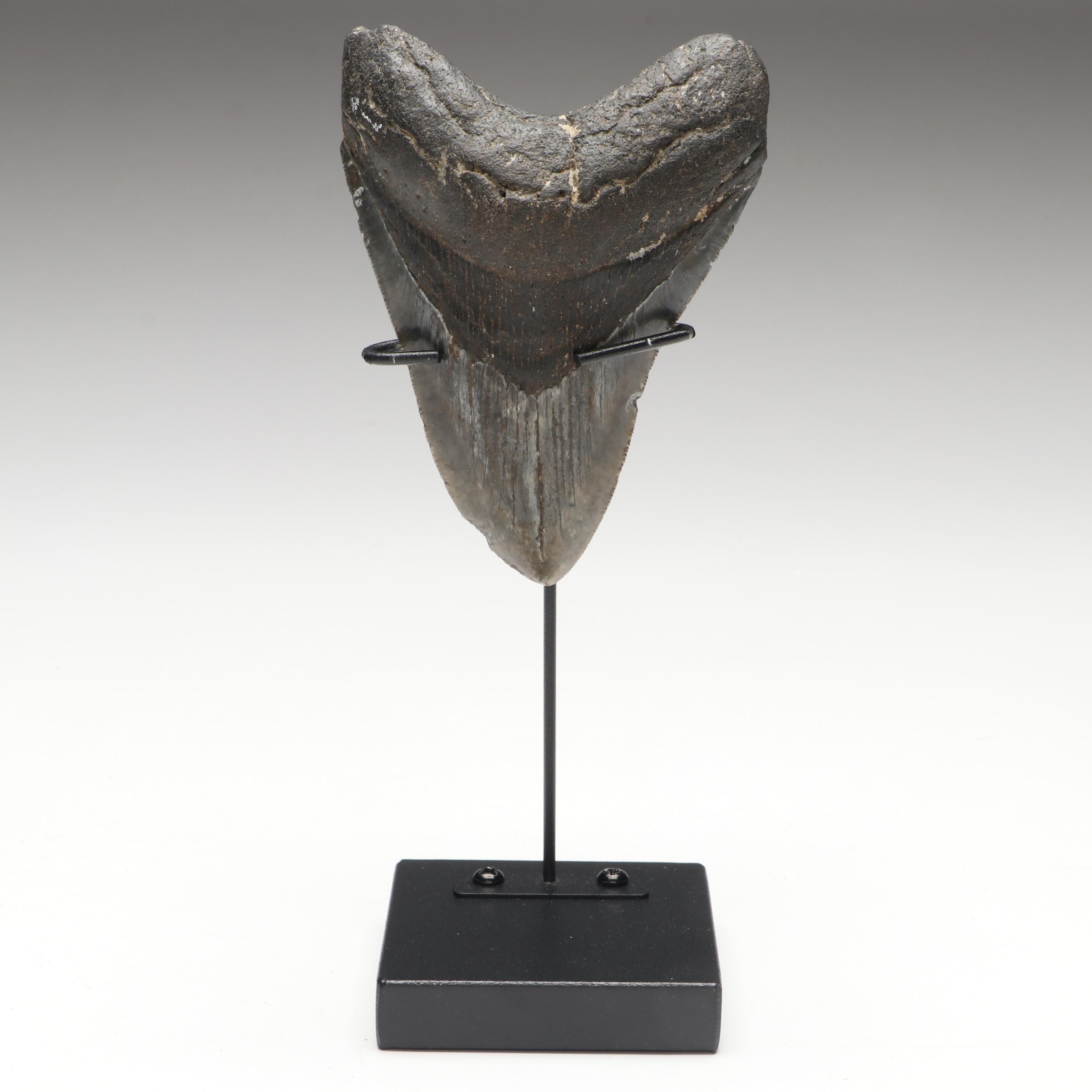 Megalodon Fossil Tooth with Stand
