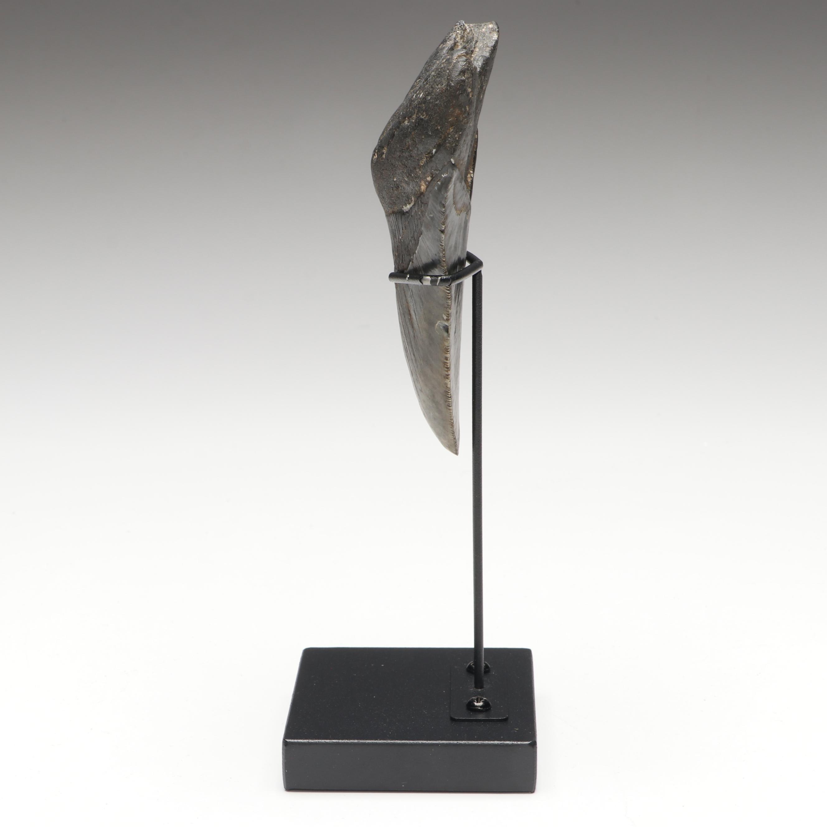 Megalodon Fossil Tooth with Stand