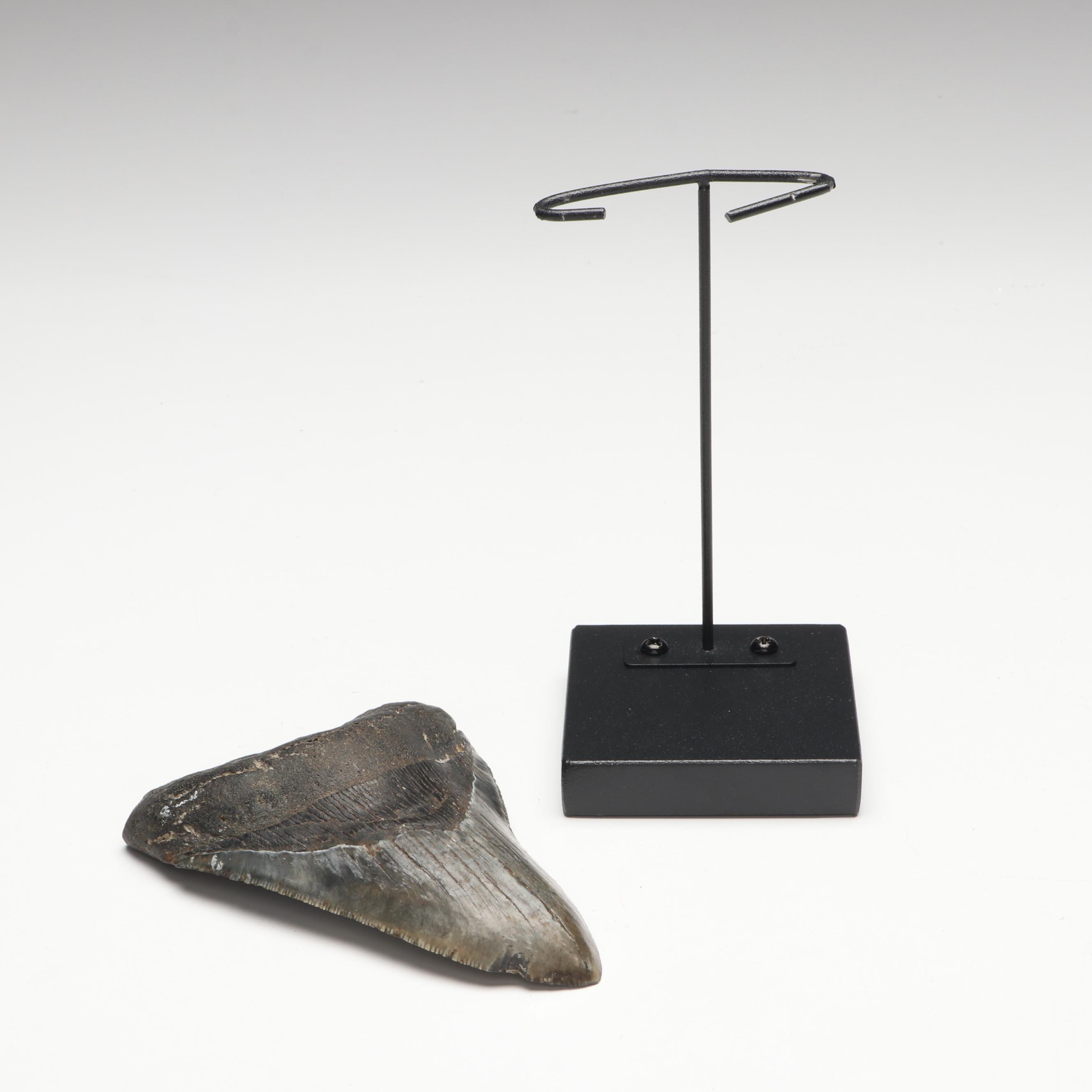 Megalodon Fossil Tooth with Stand