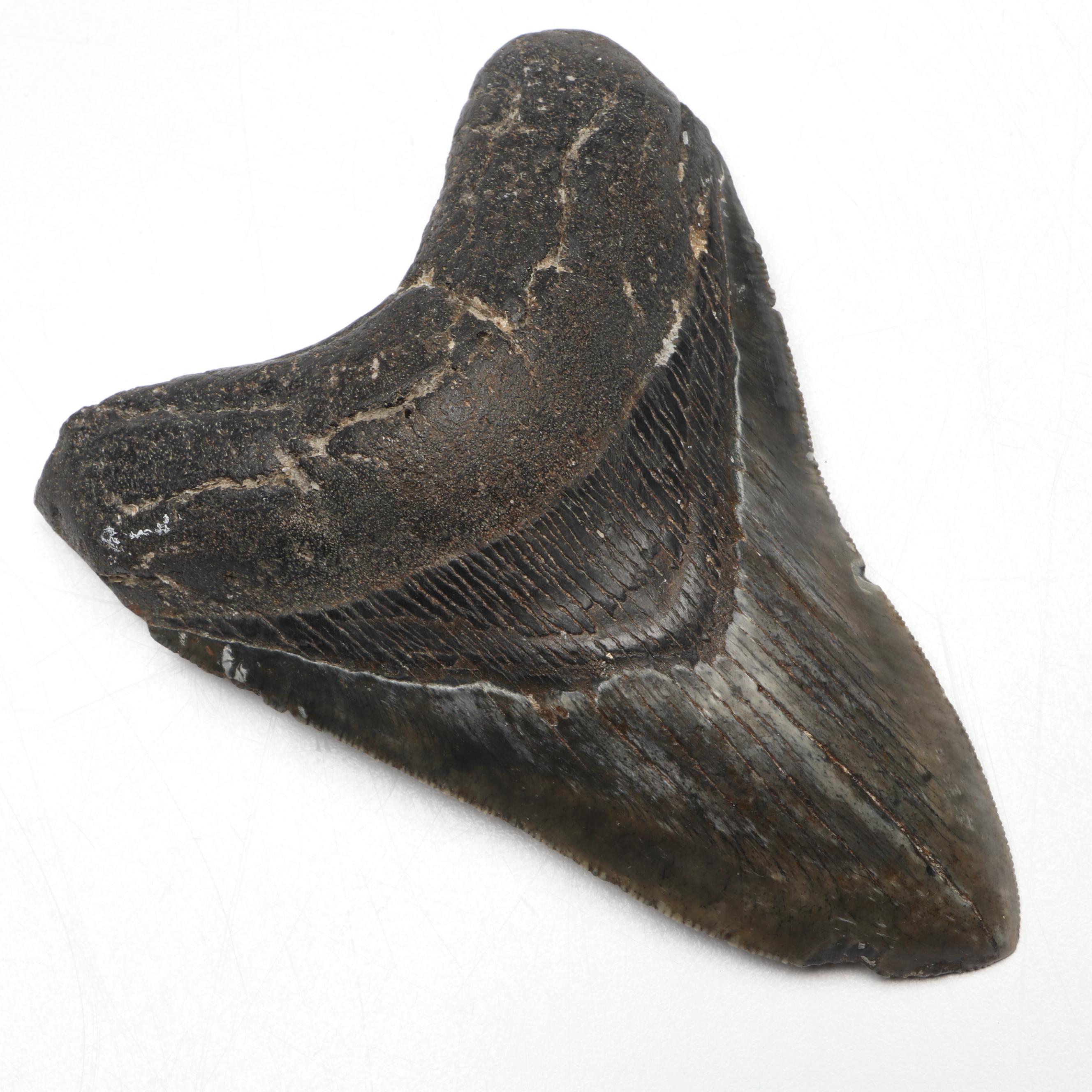 Megalodon Fossil Tooth with Stand