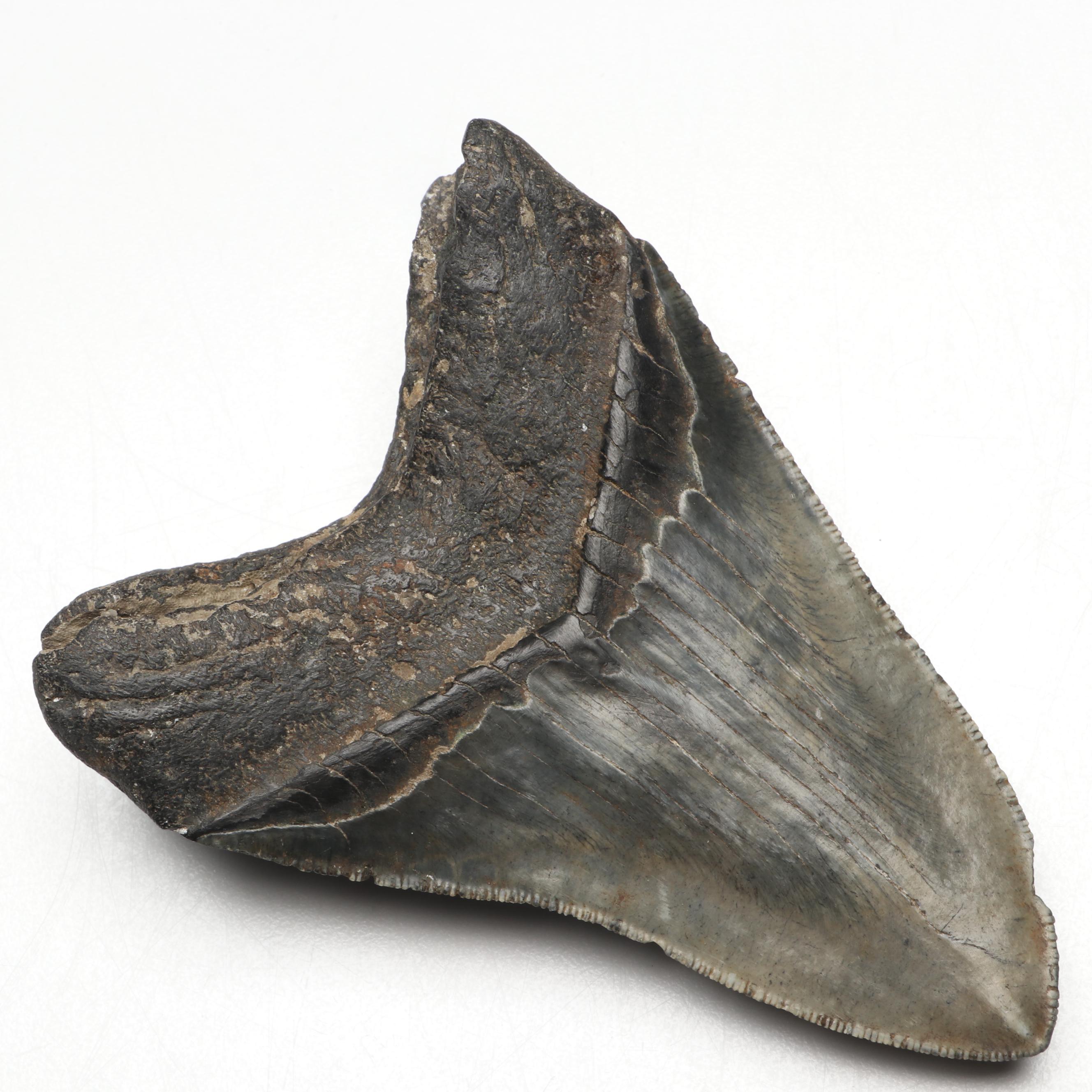 Megalodon Fossil Tooth with Stand