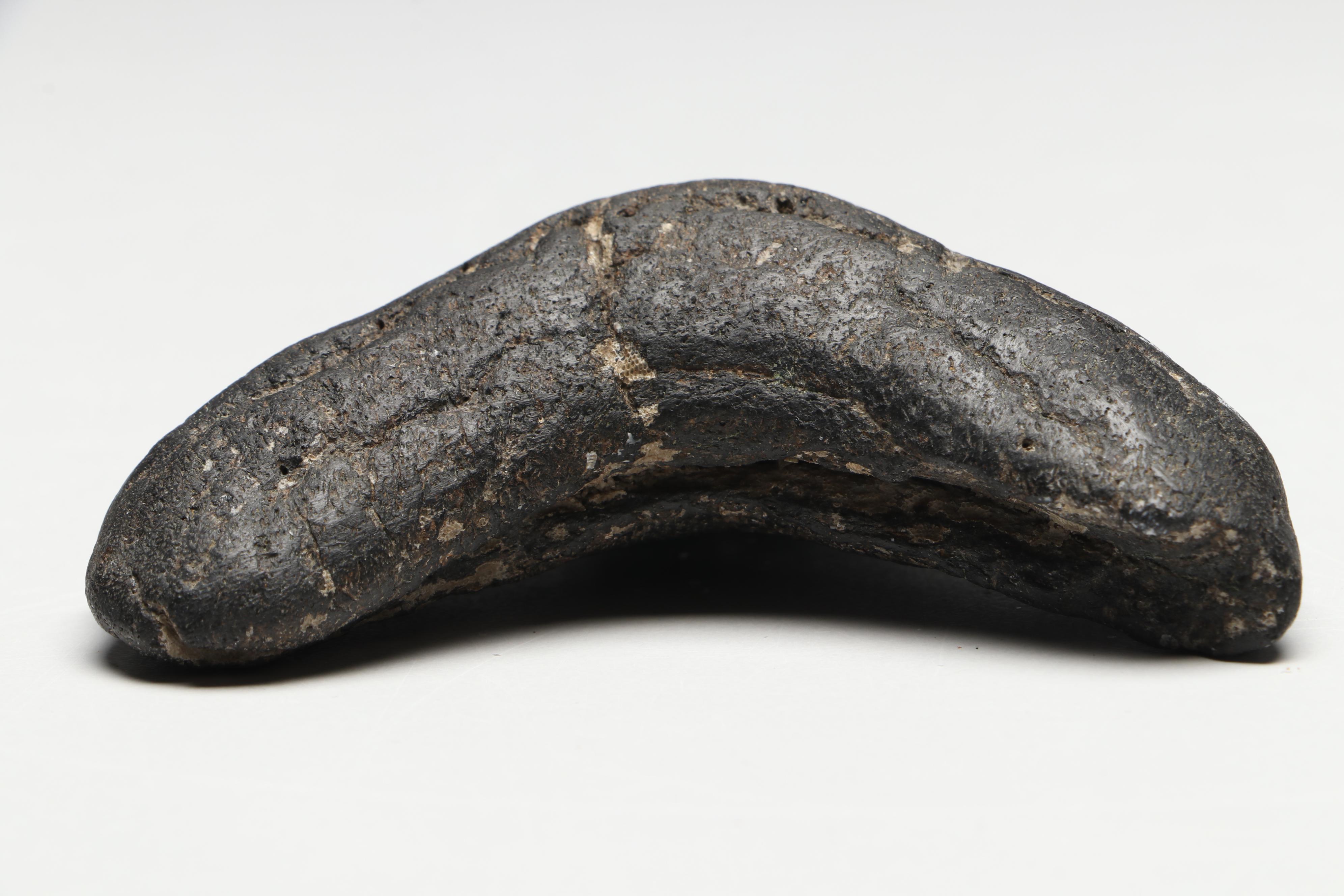 Megalodon Fossil Tooth with Stand