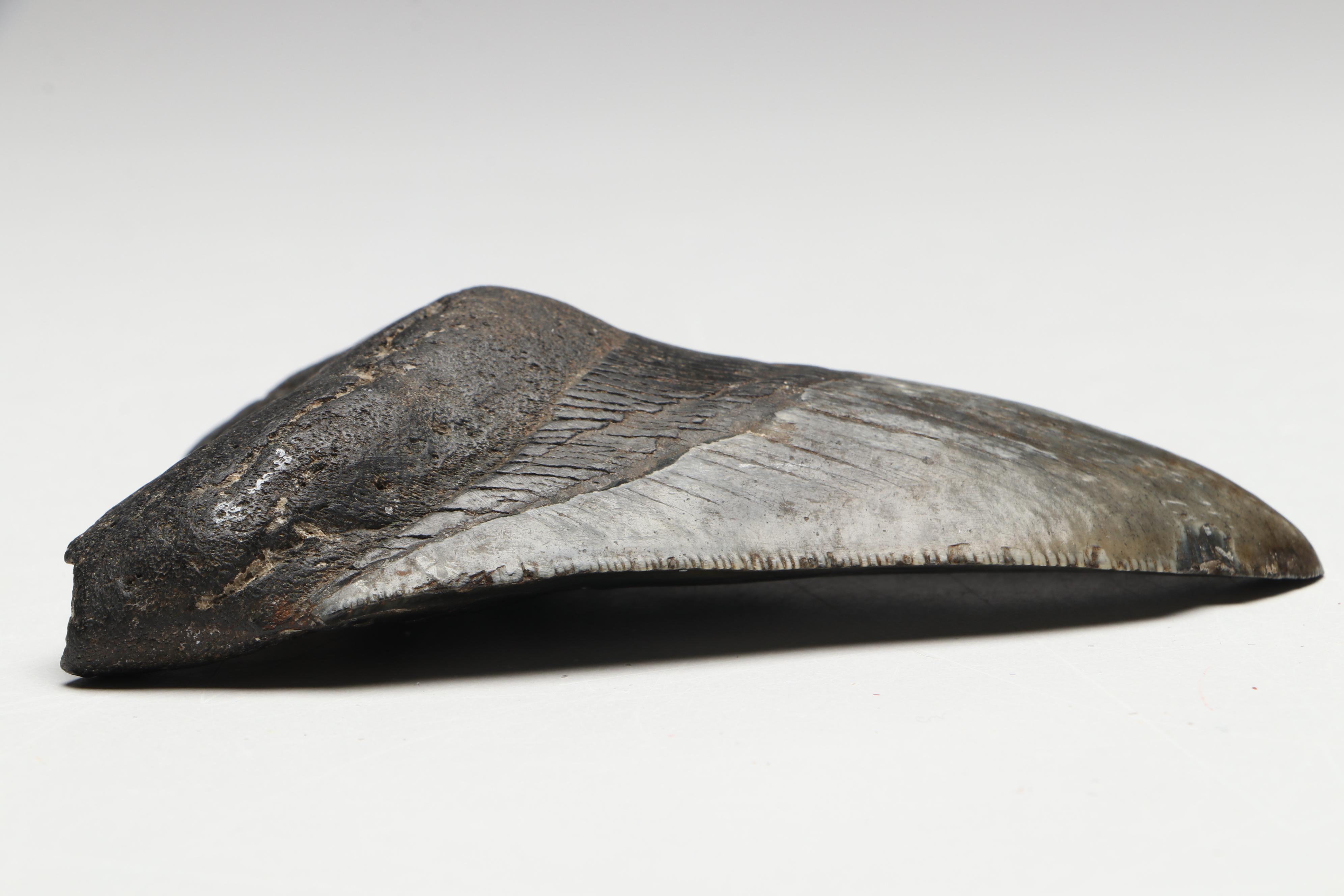 Megalodon Fossil Tooth with Stand