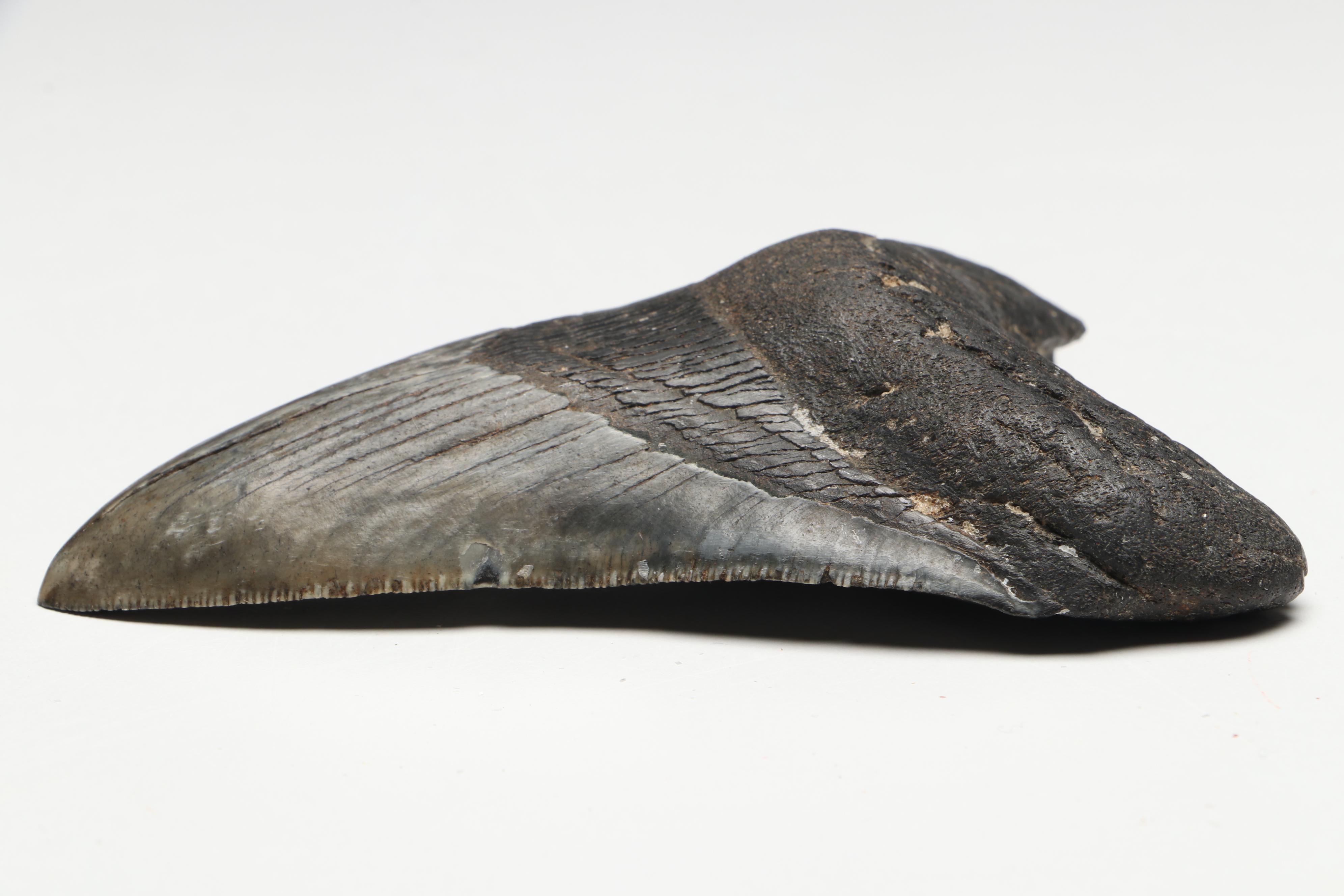 Megalodon Fossil Tooth with Stand