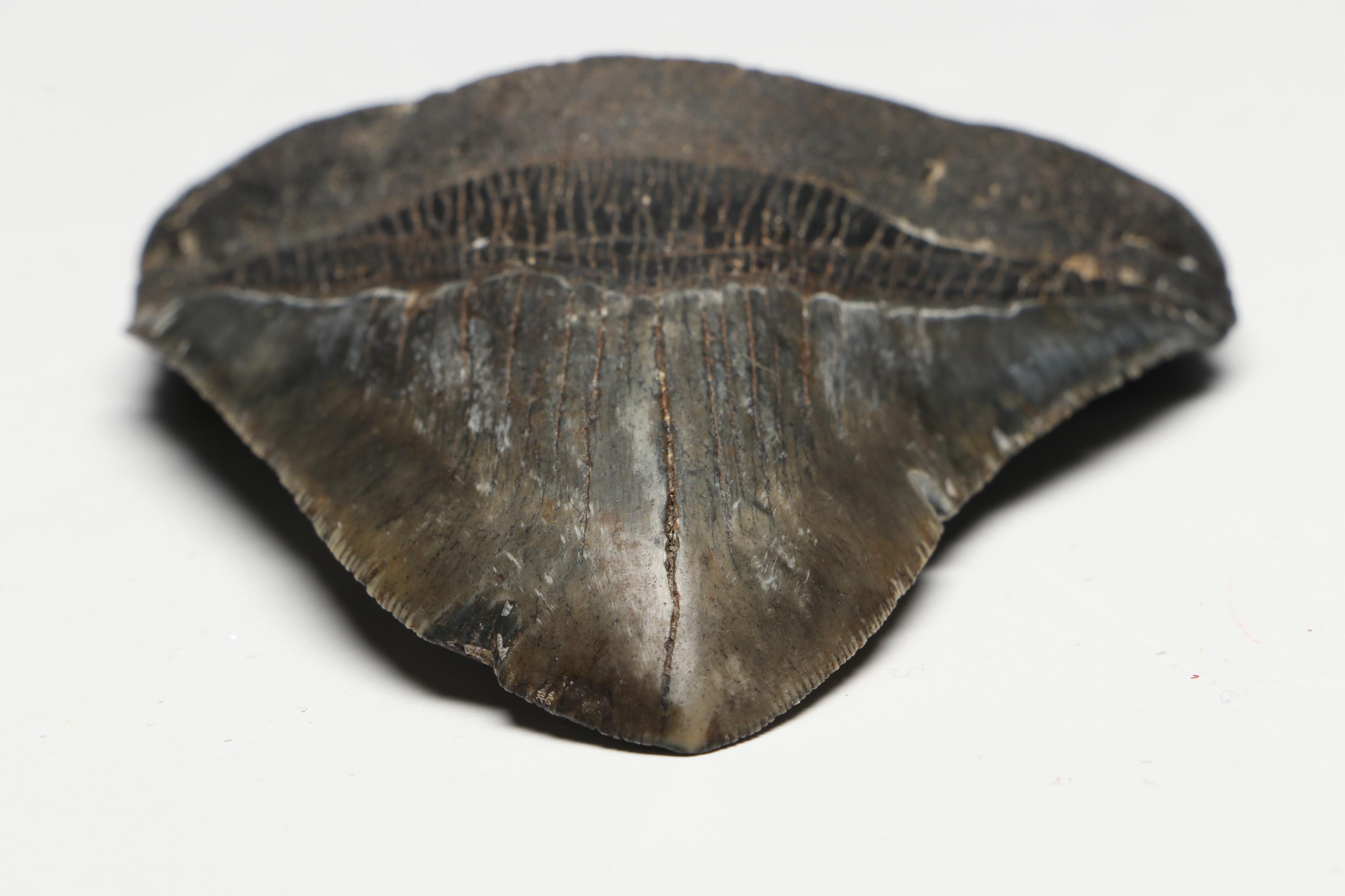 Megalodon Fossil Tooth with Stand