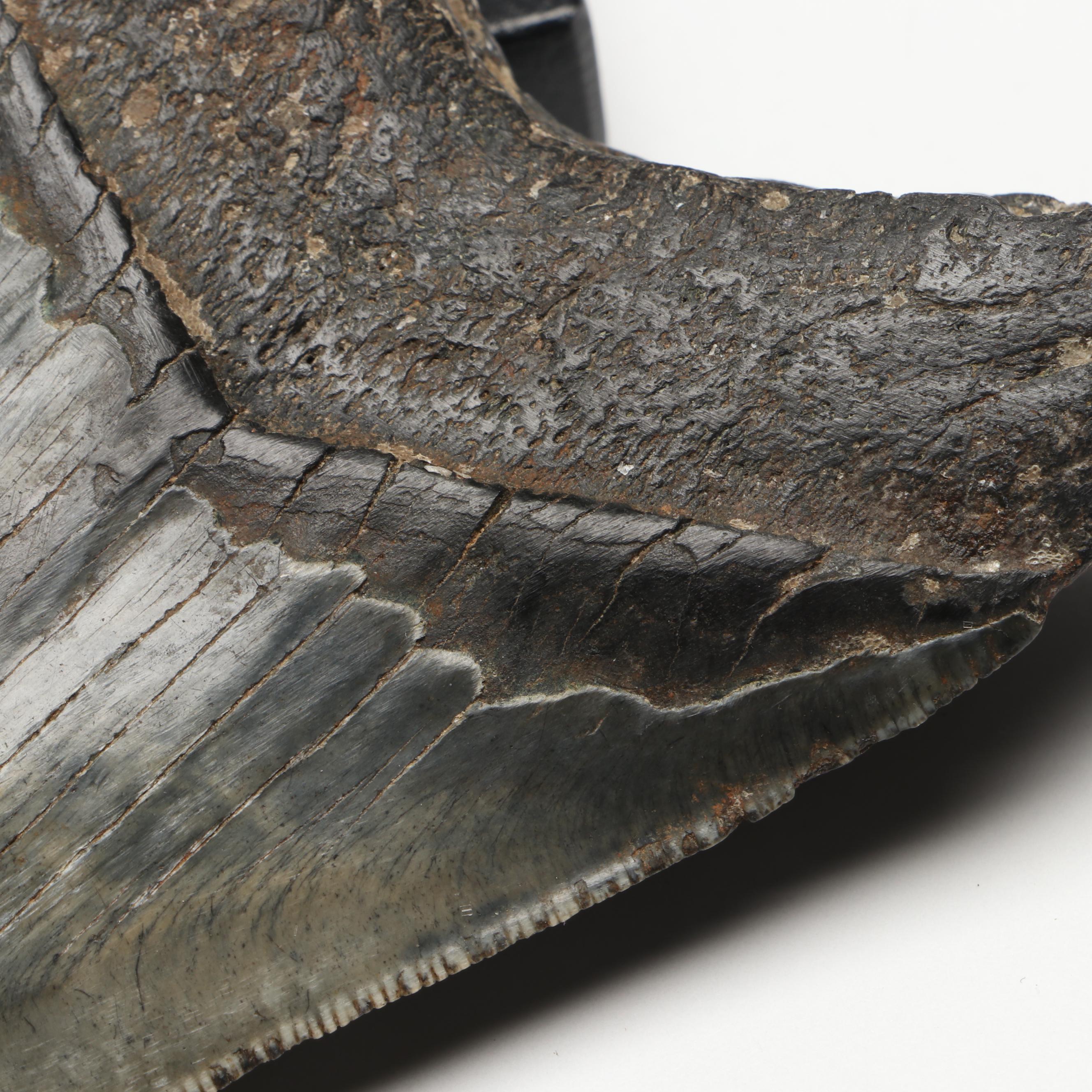 Megalodon Fossil Tooth with Stand