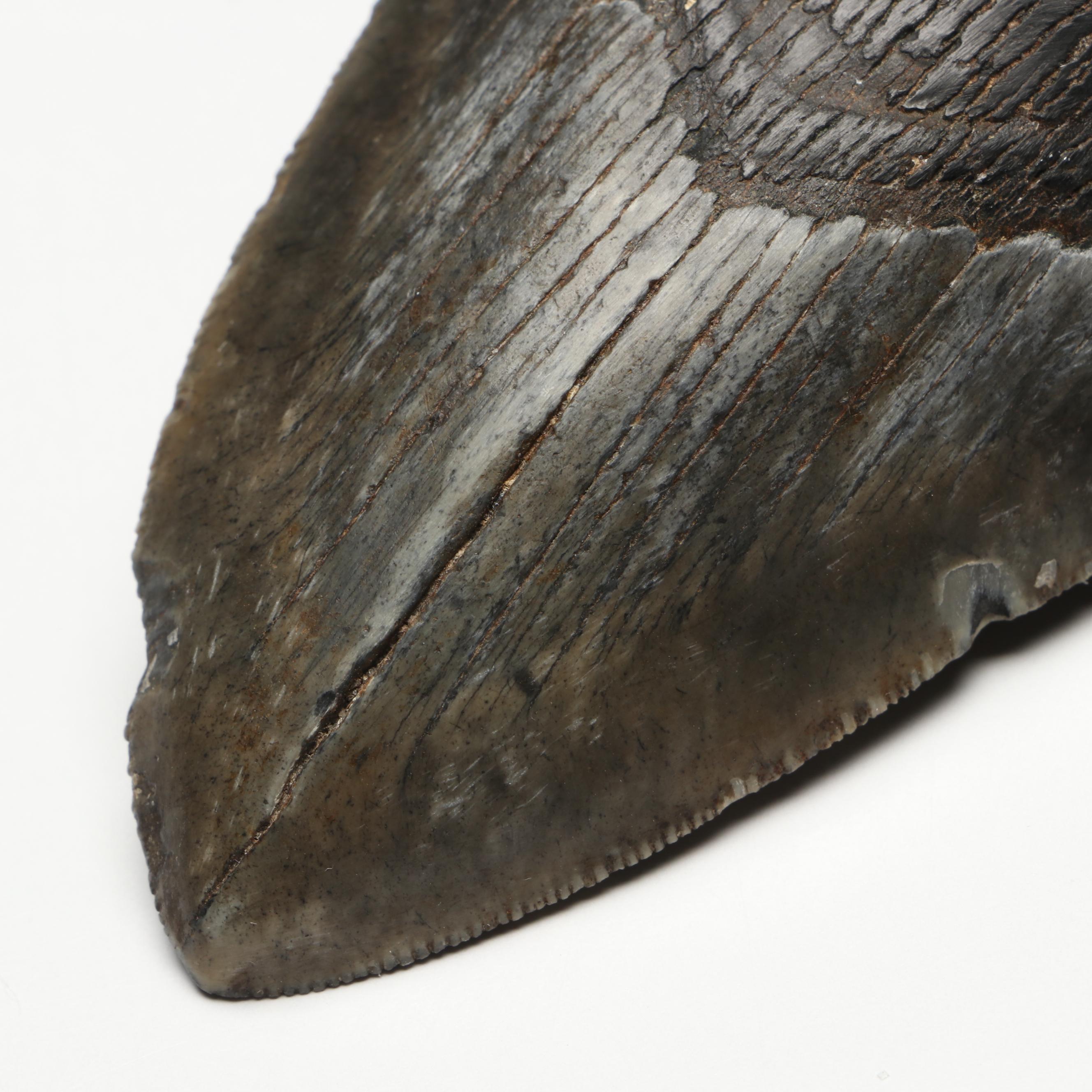 Megalodon Fossil Tooth with Stand