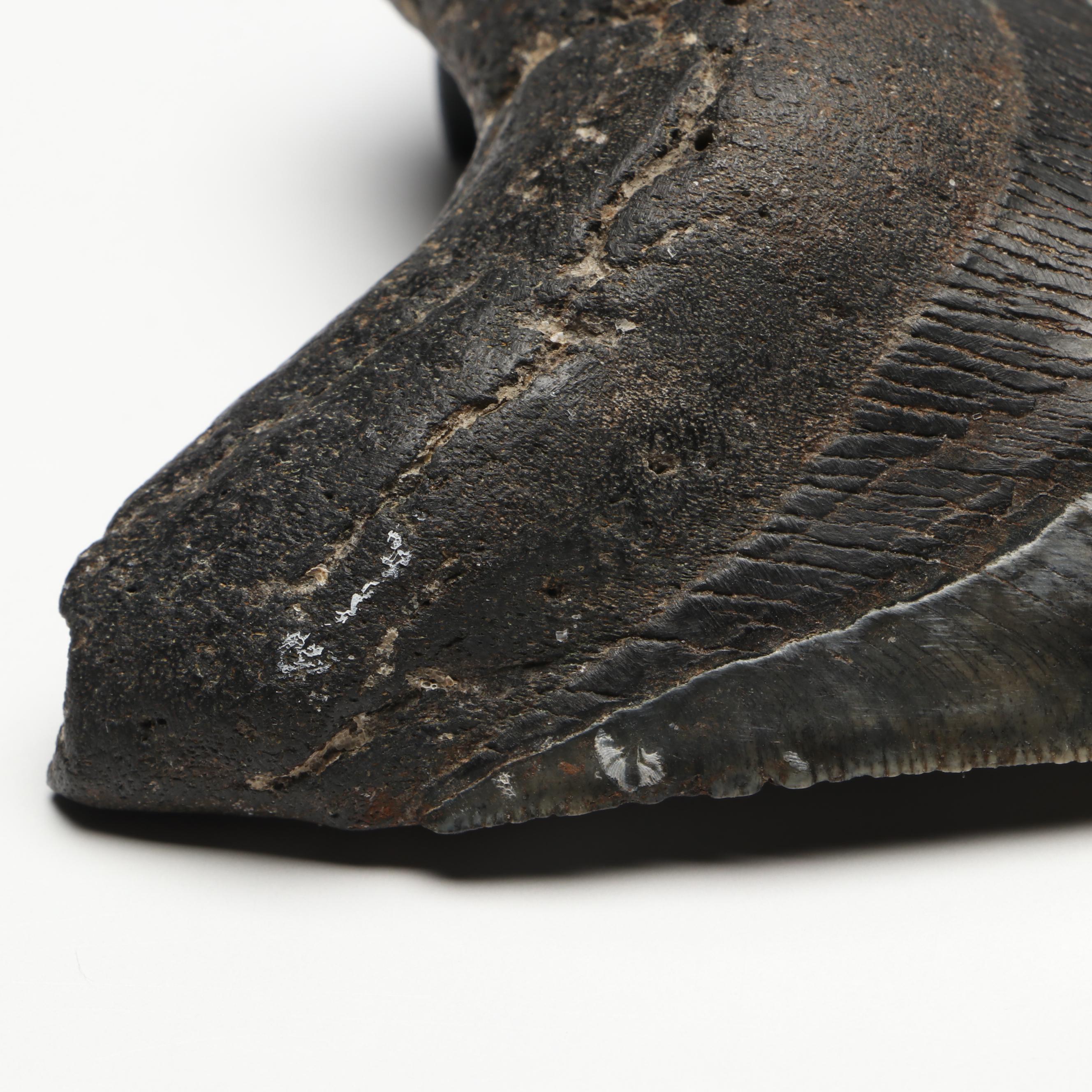 Megalodon Fossil Tooth with Stand