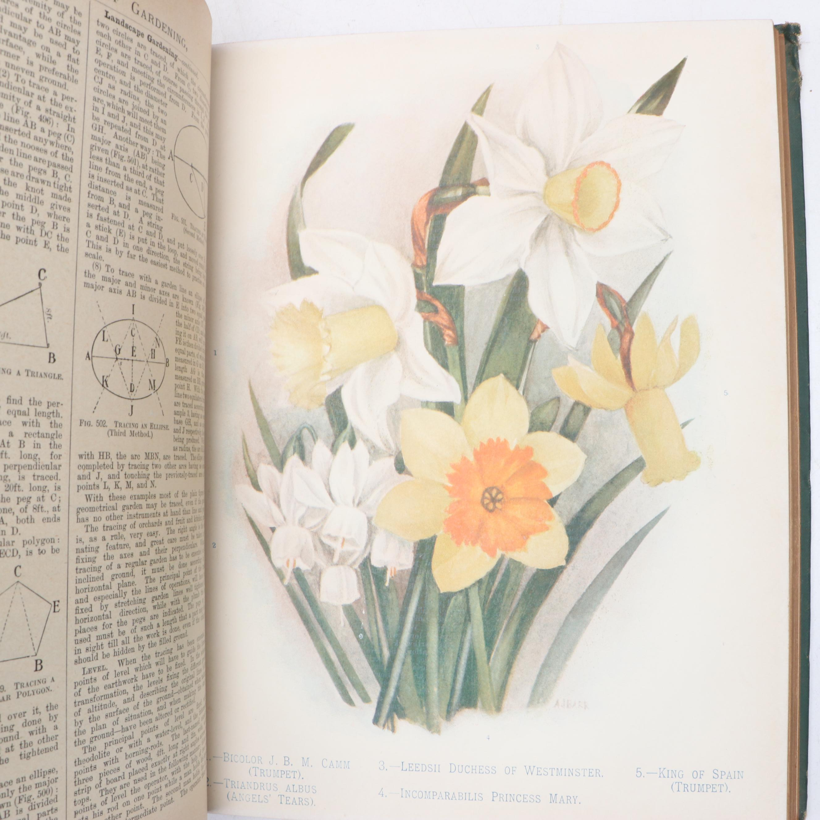 "The Illustrated Dictionary of Gardening" Edited by George Nicholson