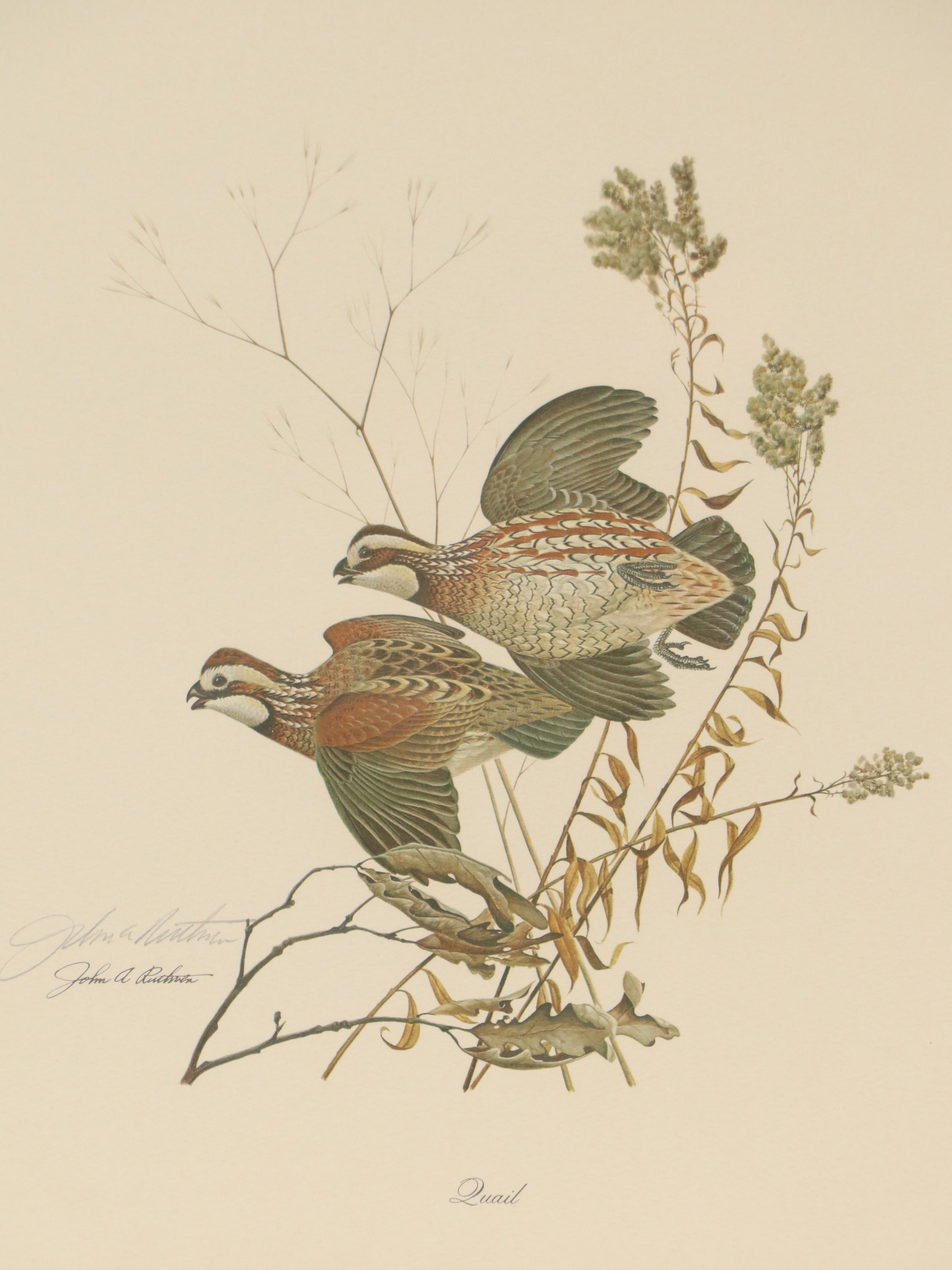 John A. Ruthven Offset Lithograph "Quail," Mid to Late 20th Century