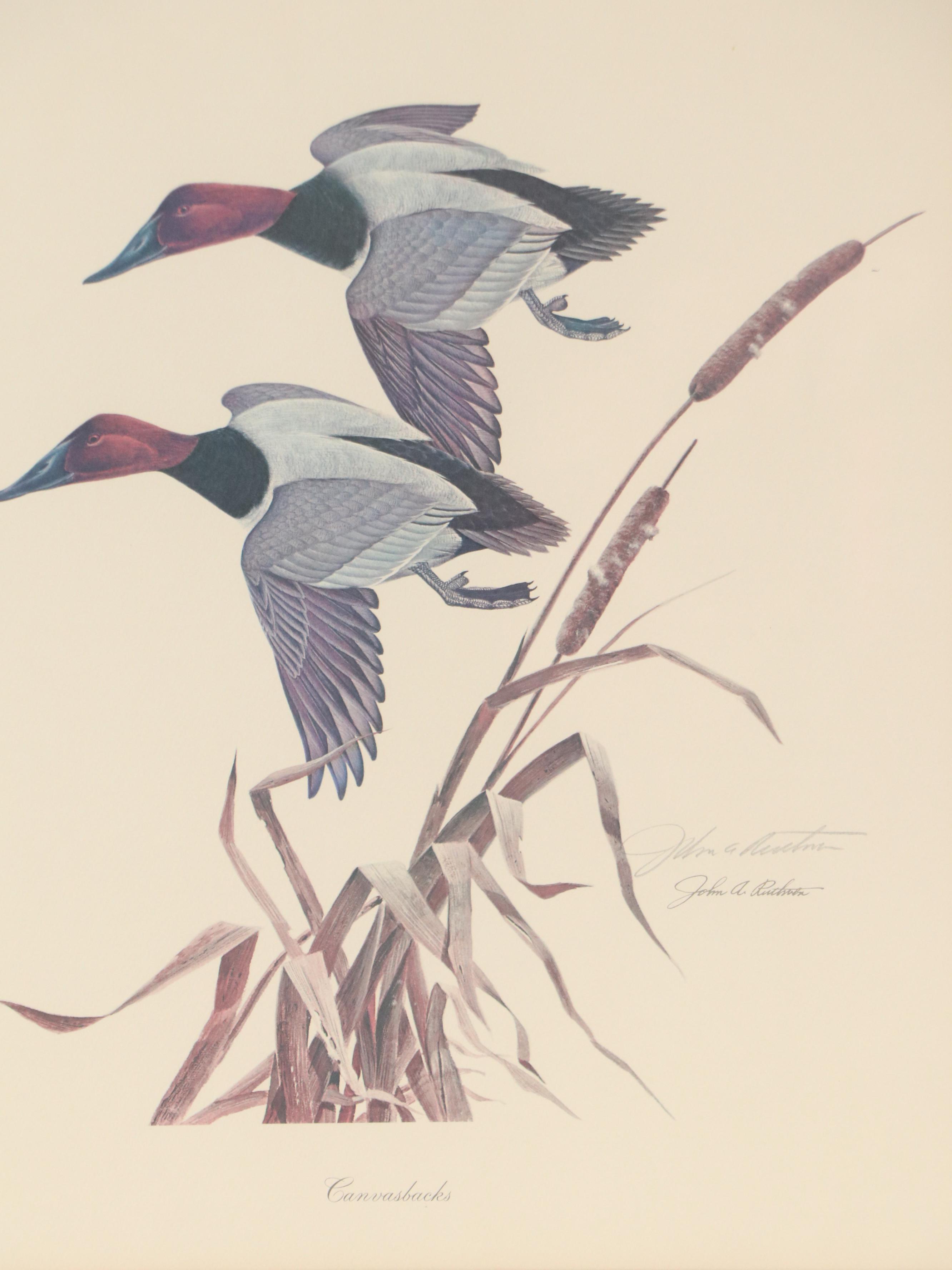 John A. Ruthven Offset Lithograph "Canvasbacks," Mid to Late 20th Century