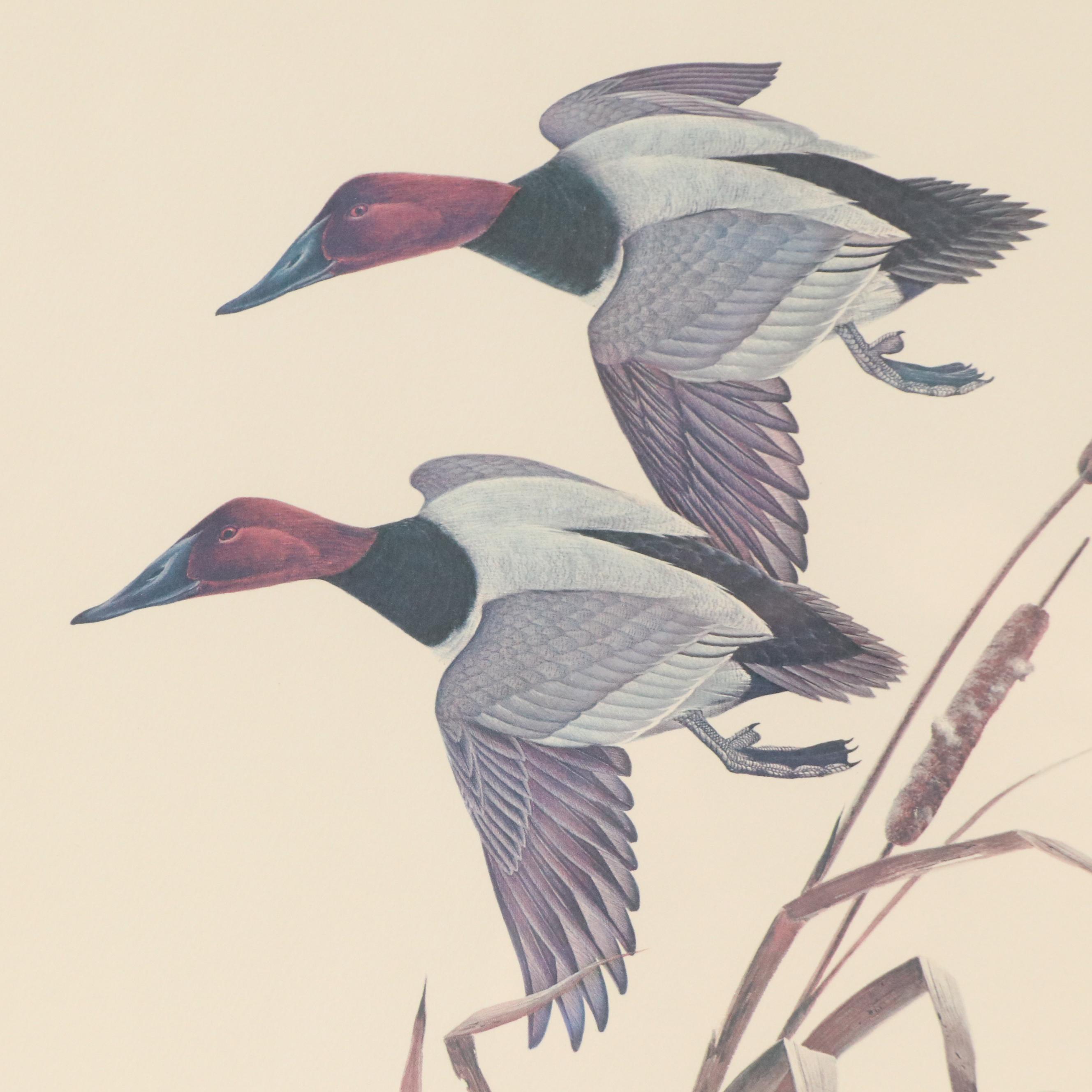 John A. Ruthven Offset Lithograph "Canvasbacks," Mid to Late 20th Century