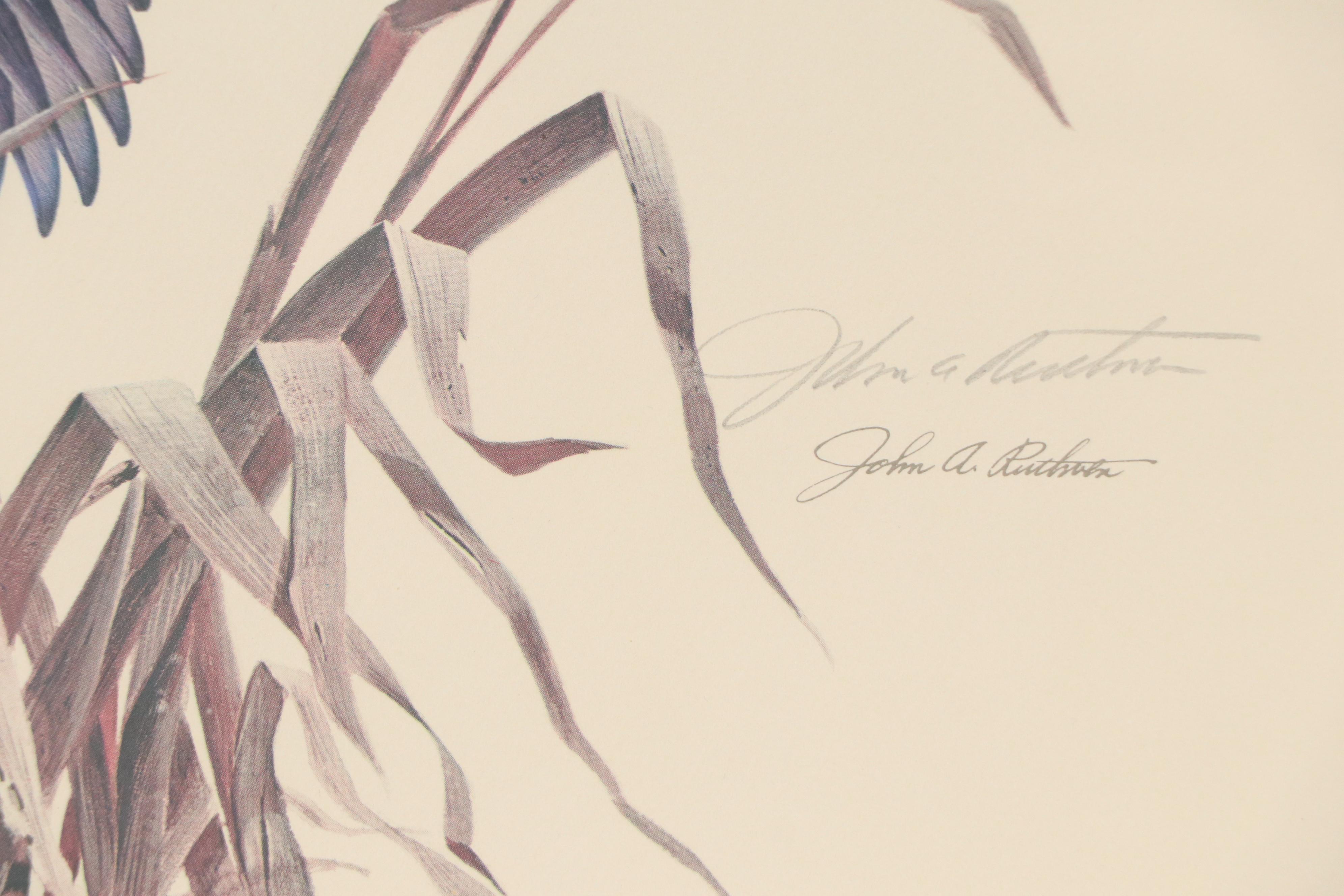 John A. Ruthven Offset Lithograph "Canvasbacks," Mid to Late 20th Century