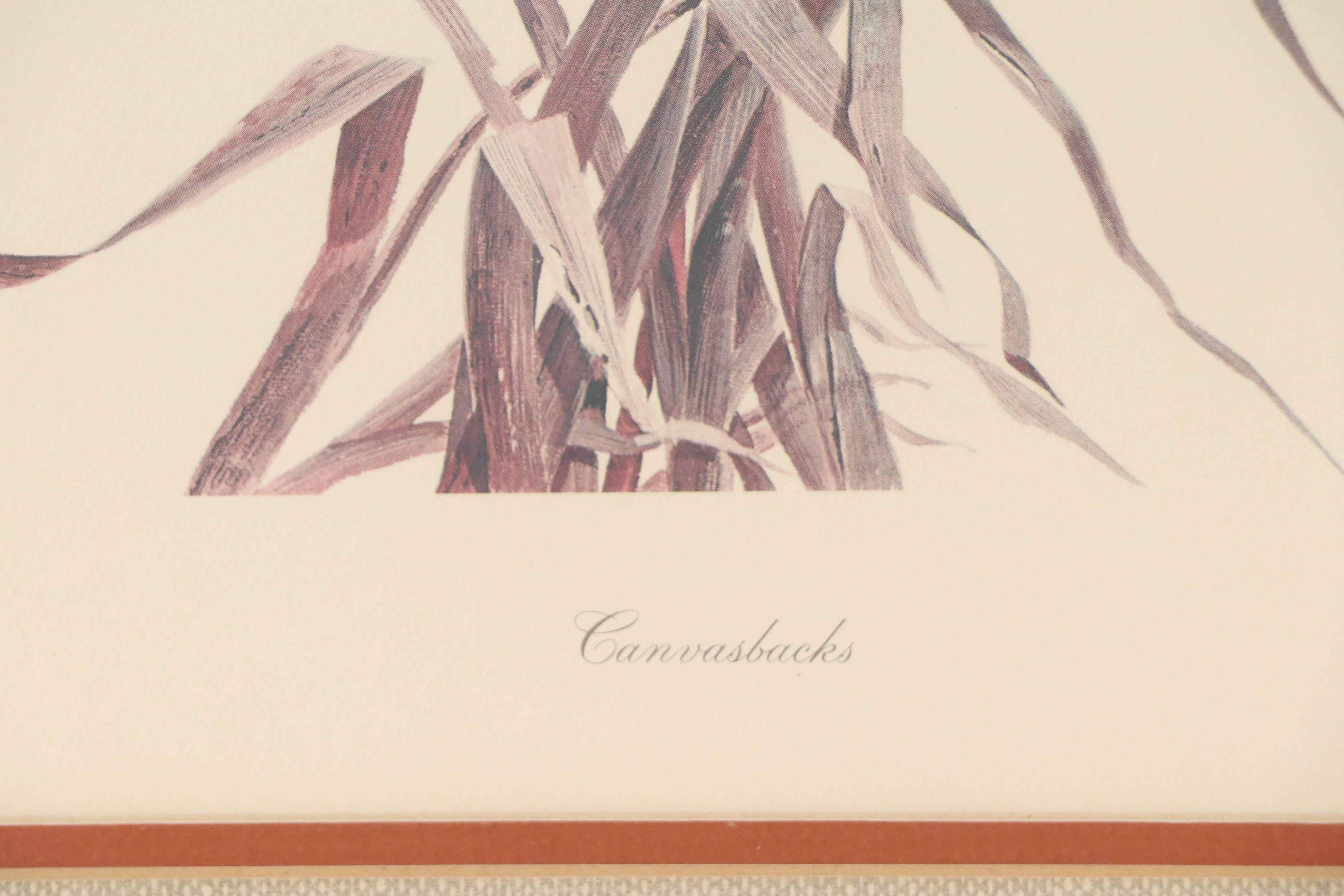 John A. Ruthven Offset Lithograph "Canvasbacks," Mid to Late 20th Century