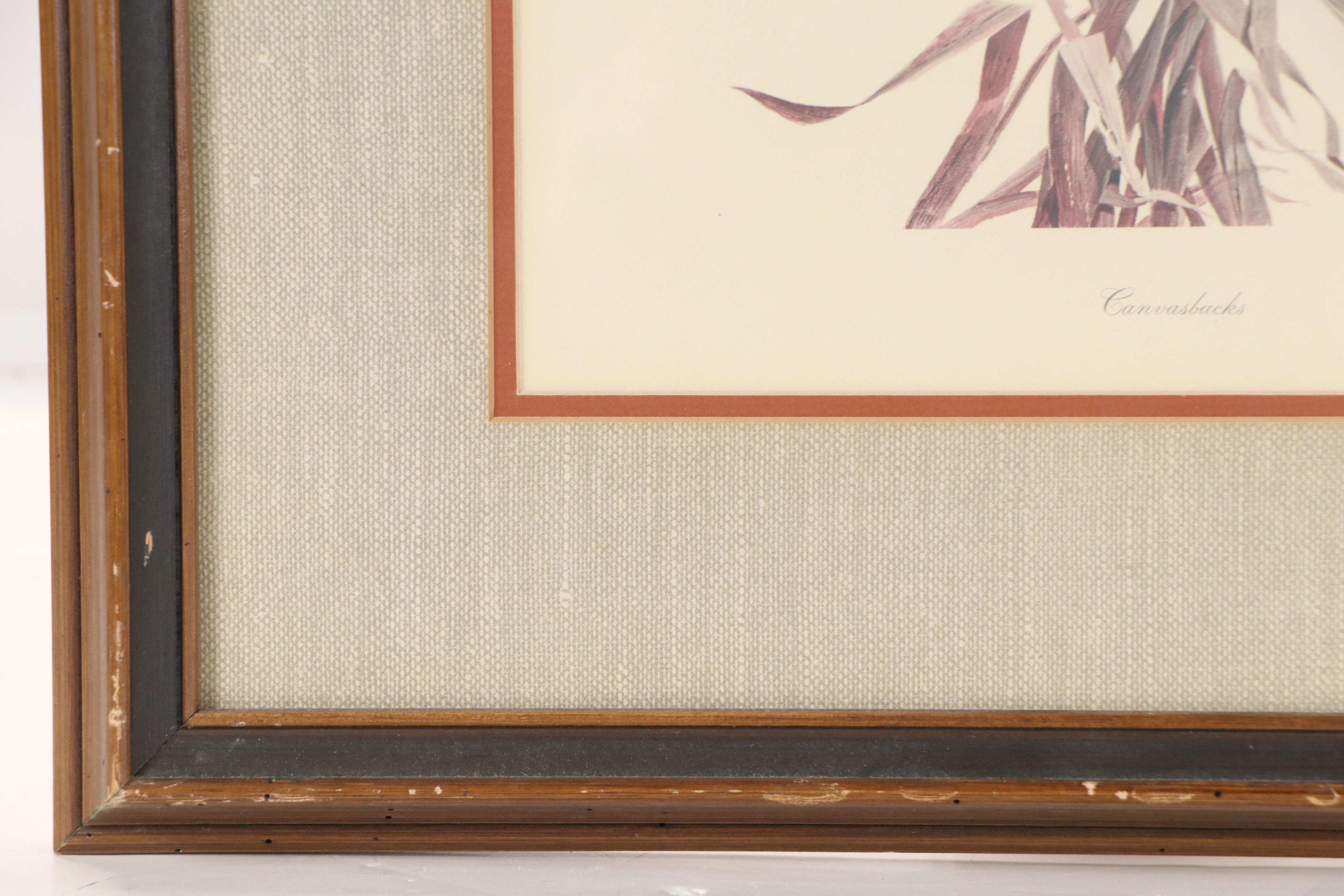 John A. Ruthven Offset Lithograph "Canvasbacks," Mid to Late 20th Century