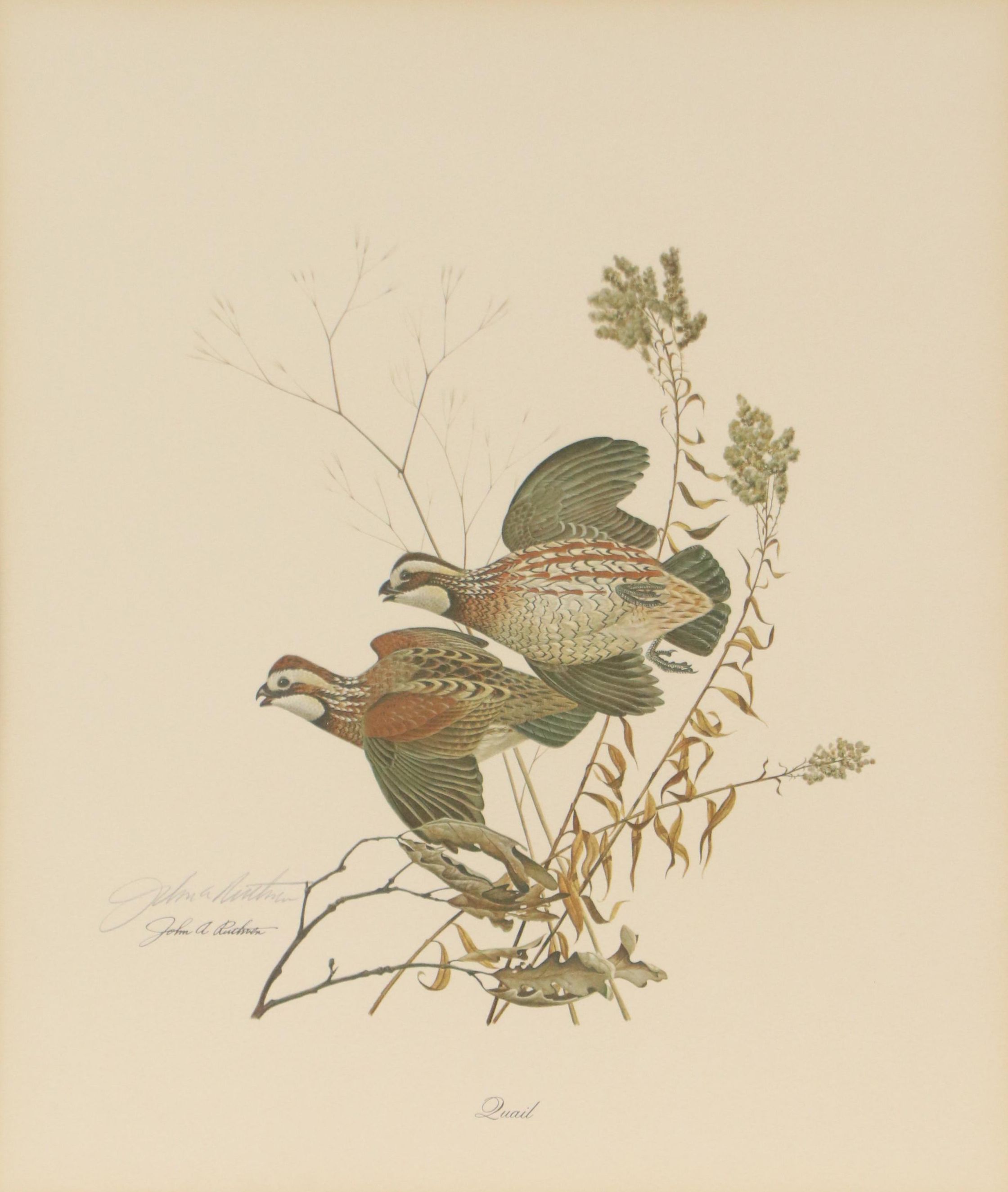John A. Ruthven Offset Lithograph "Quail," Mid to Late 20th Century