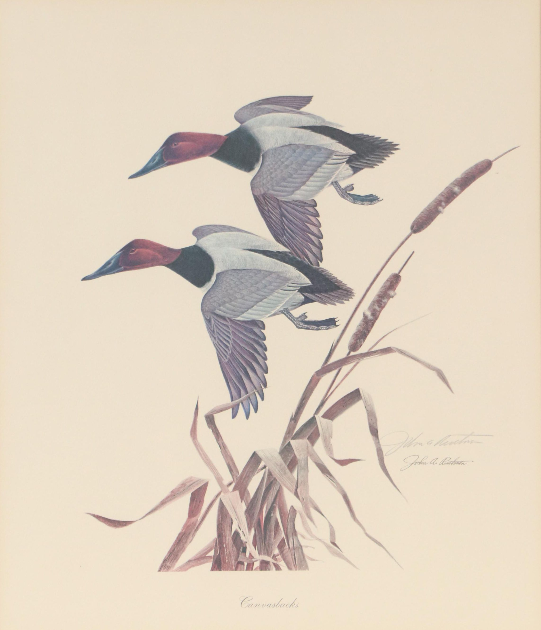 John A. Ruthven Offset Lithograph "Canvasbacks," Mid to Late 20th Century