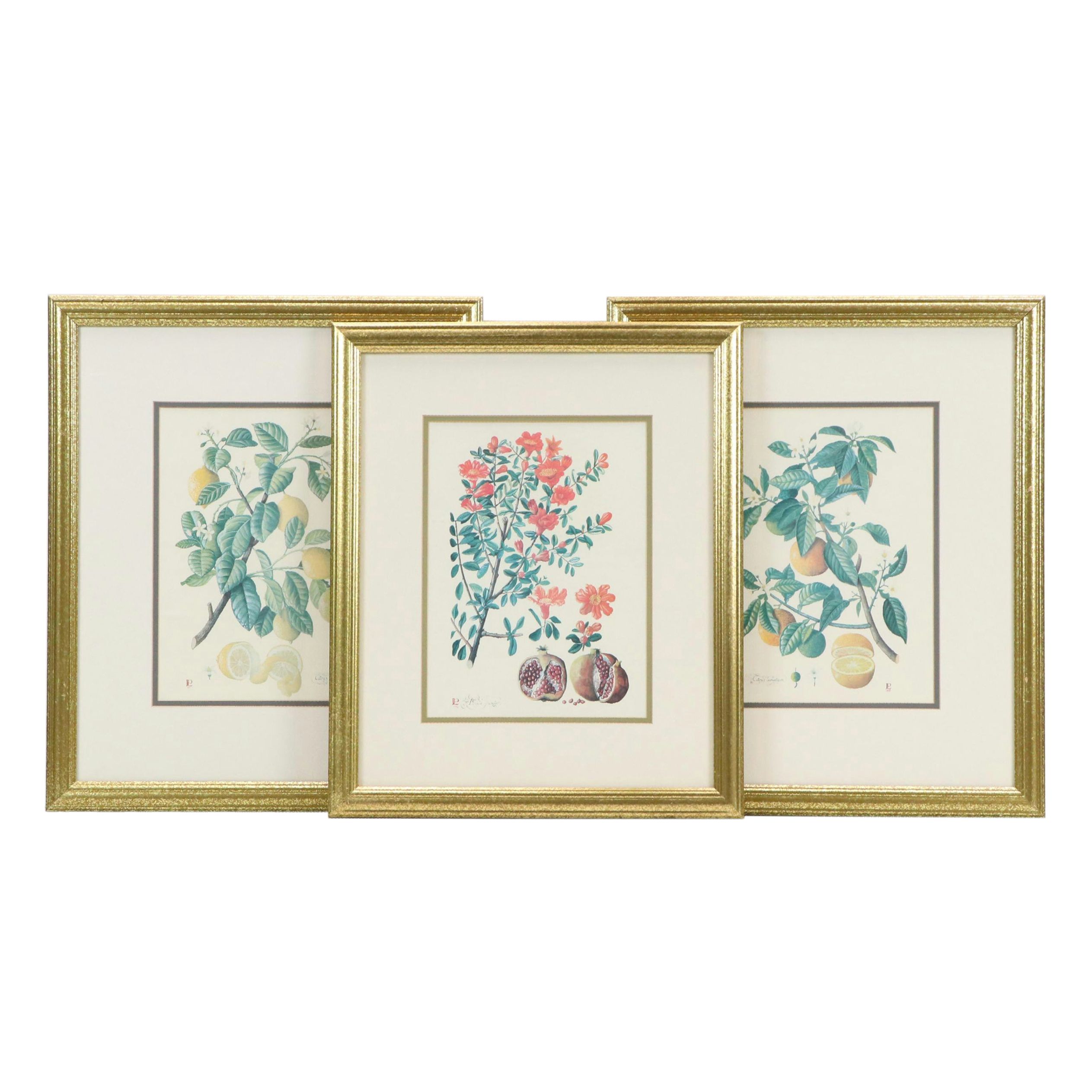 Offset Lithography Botanical Fruit Prints, 1991-92