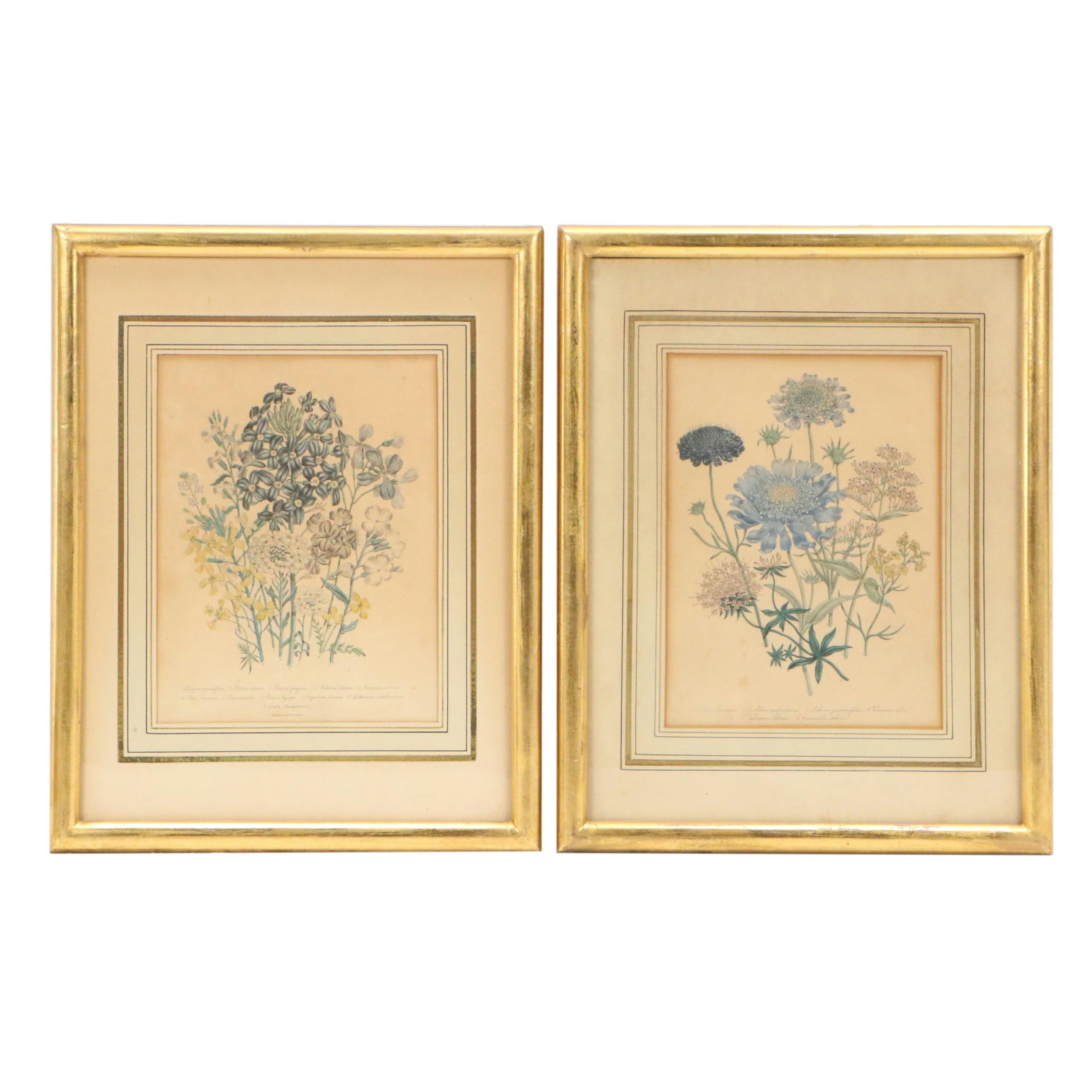 Botanical Hand-Colored Lithographs After Jane Loudon, Circa 1849