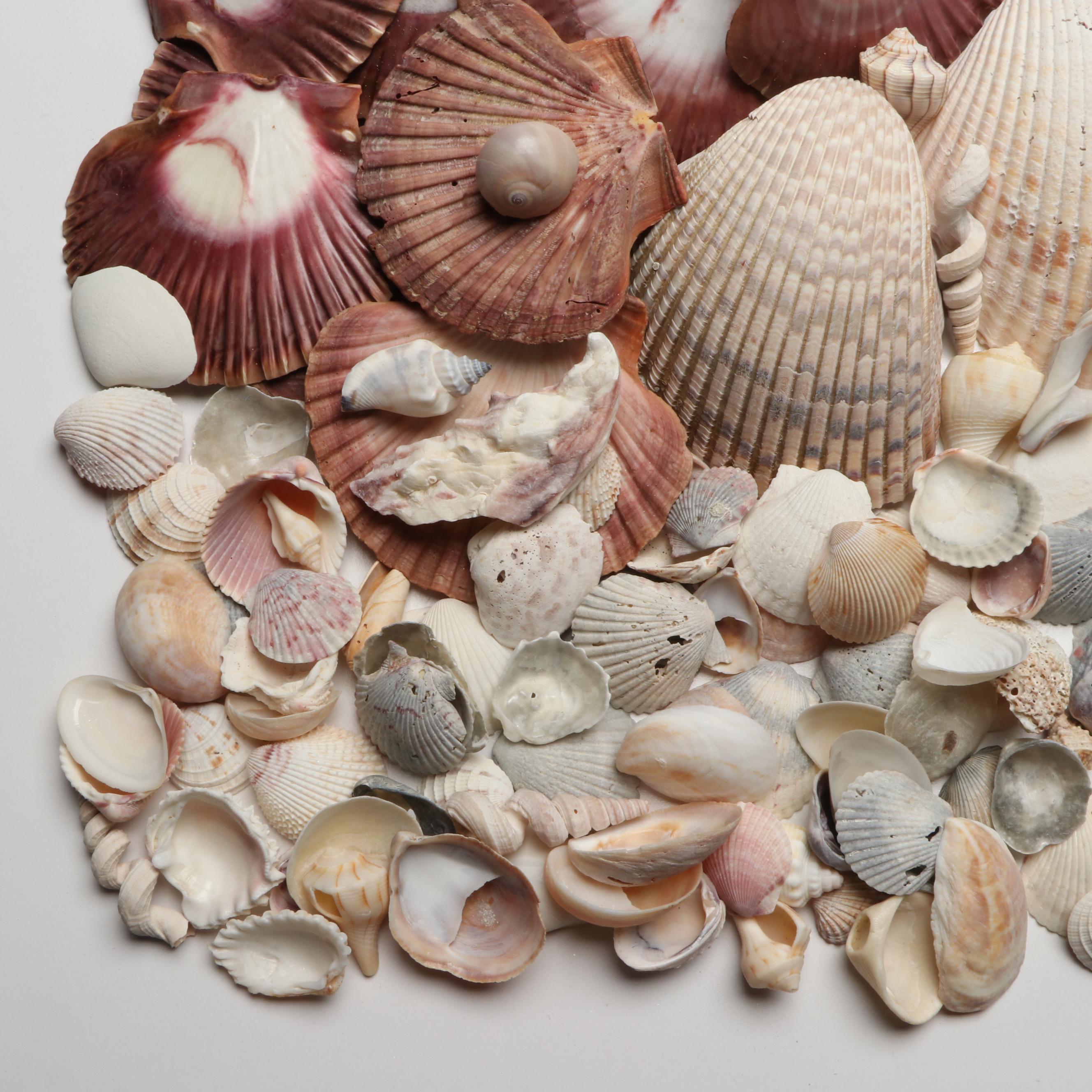 Lightning Whelks, Sand Dollars, Olivine and More Natural Seashell Specimens